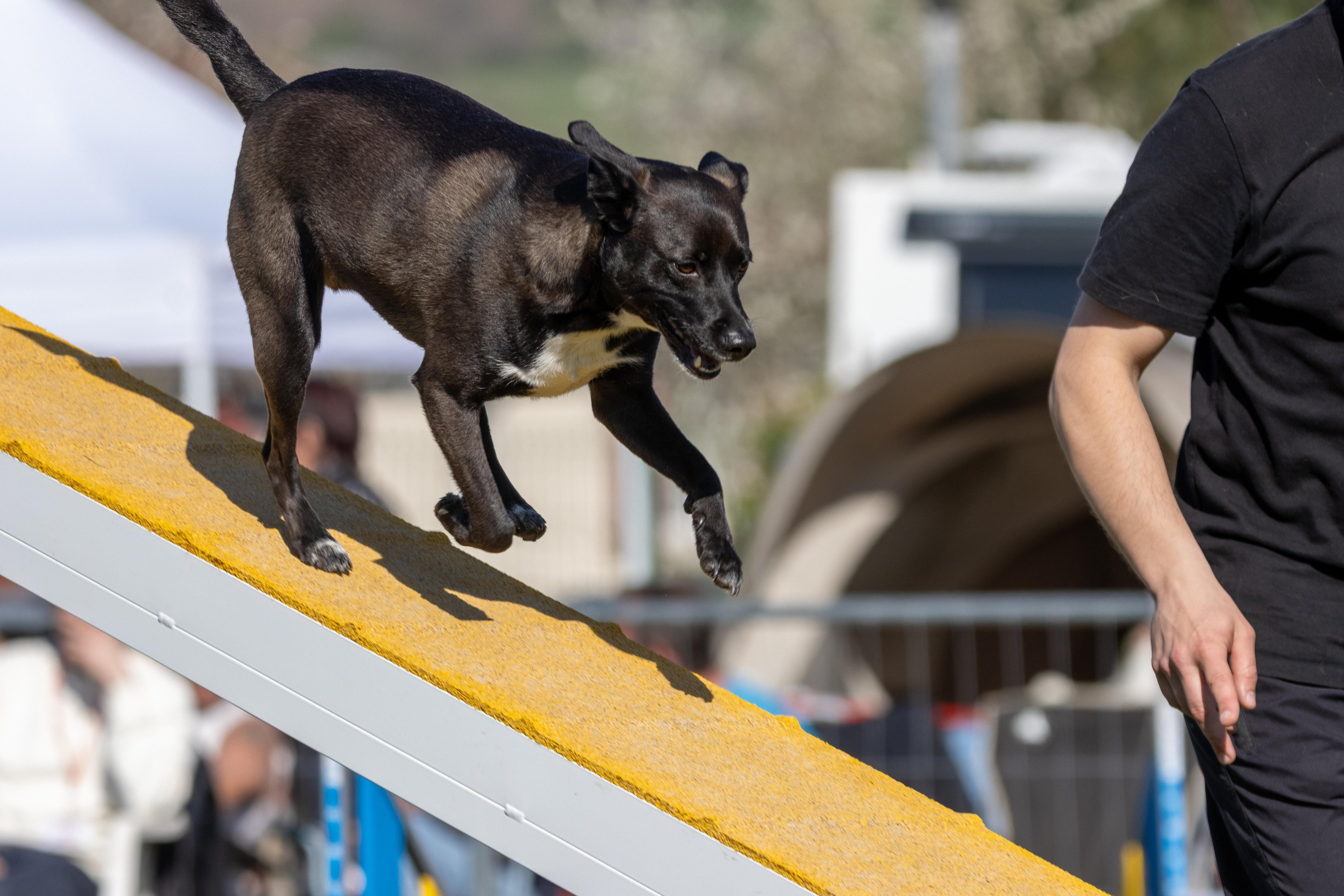 Agility grade 1 0252