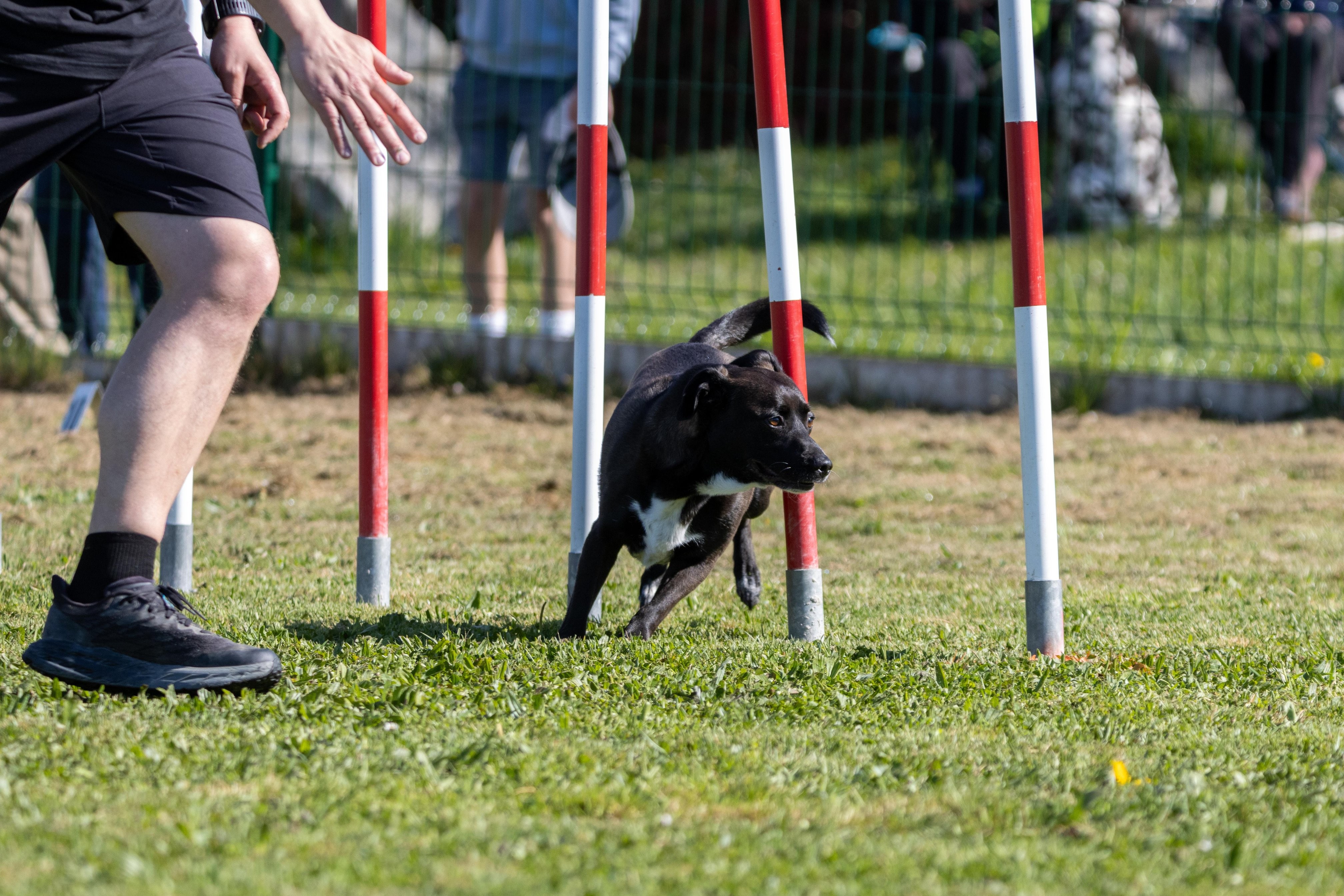 Agility grade 1 0254