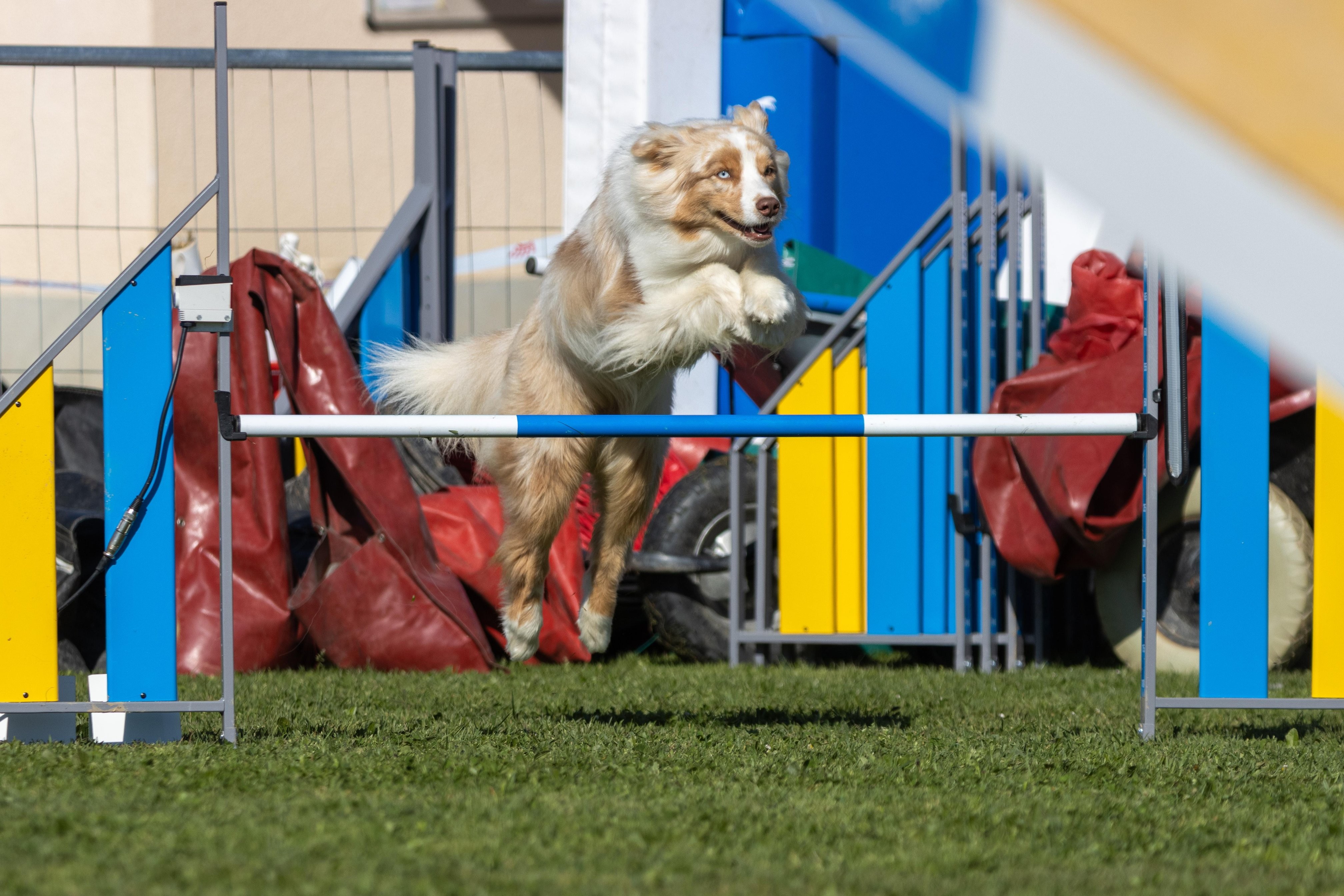 Agility grade 1 0255
