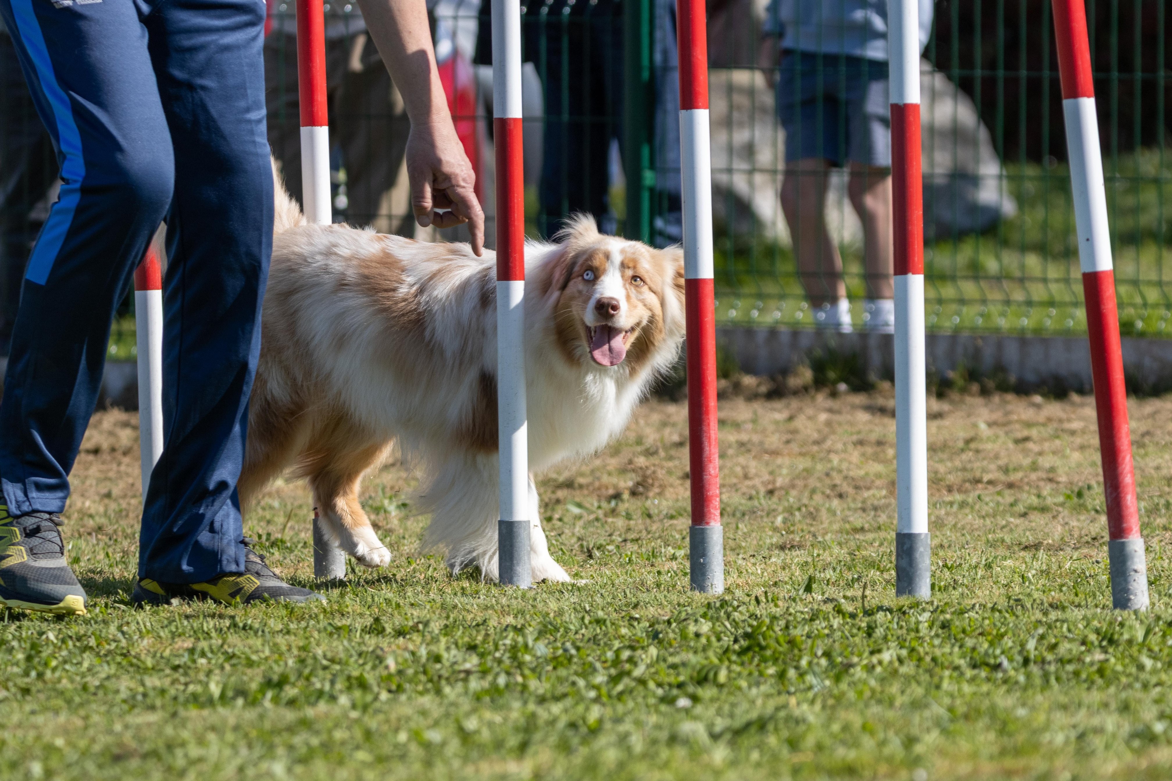 Agility grade 1 0257
