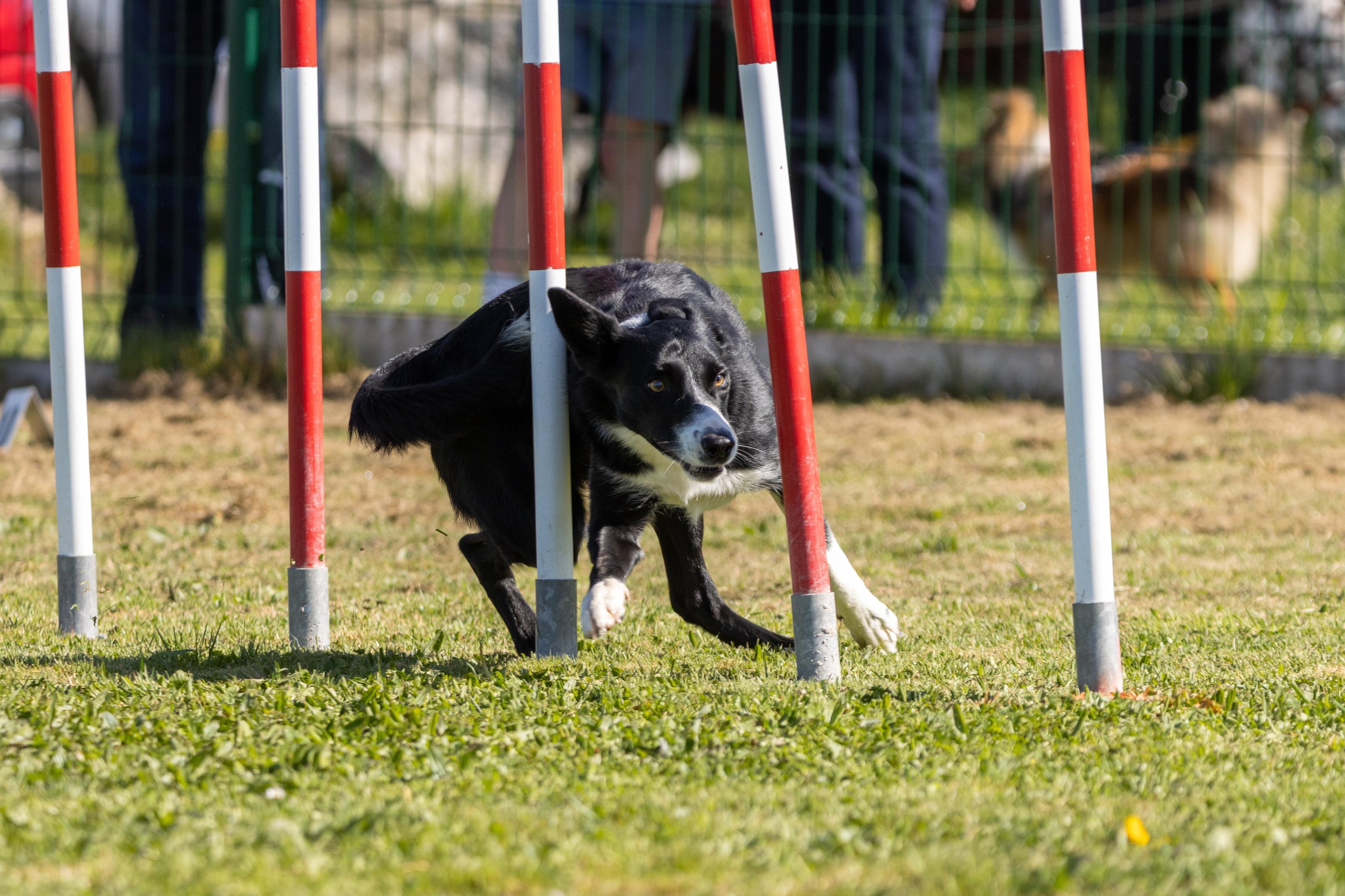 Agility grade 1 0263