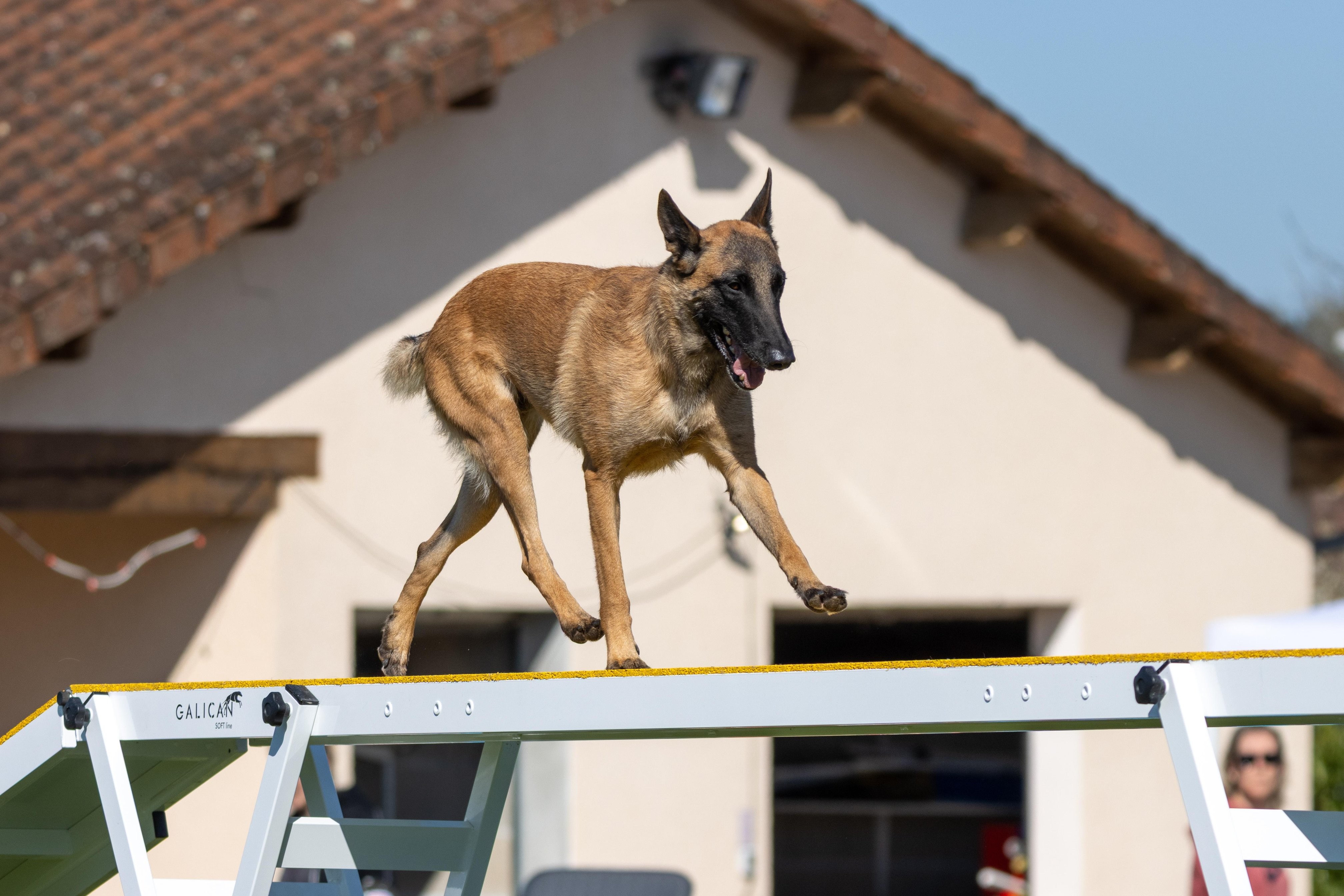 Agility grade 1 0264