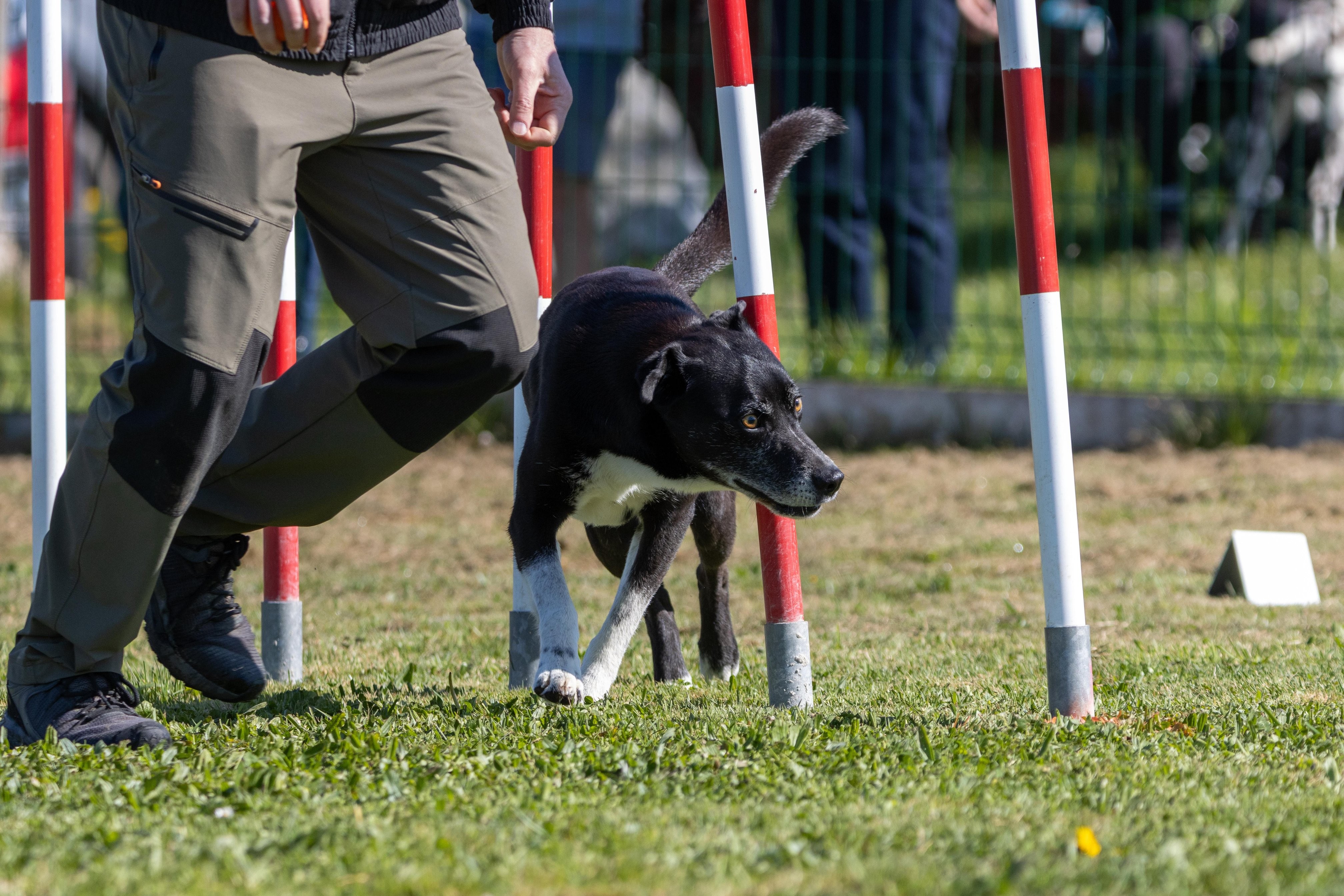 Agility grade 1 0267