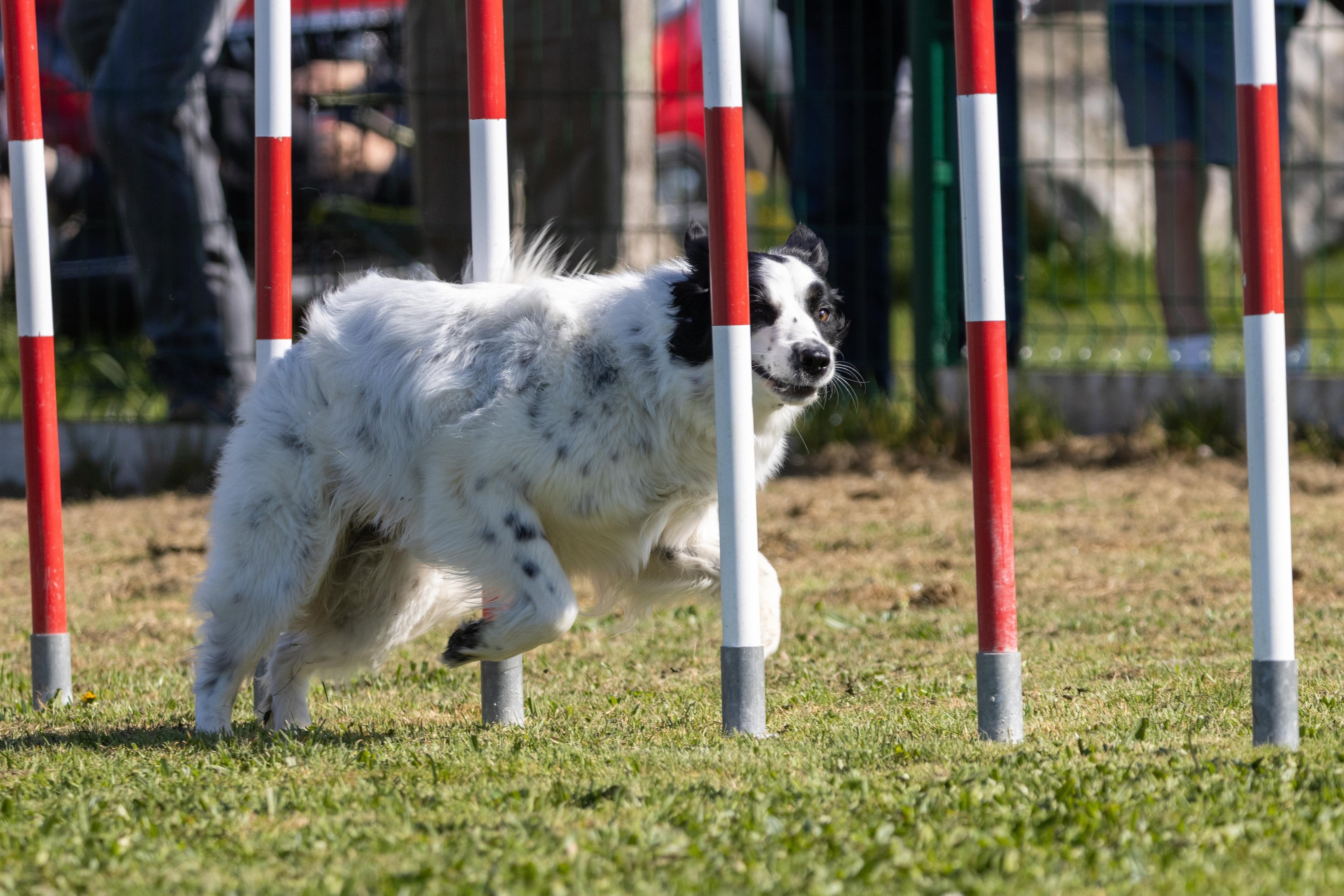Agility grade 1 0271