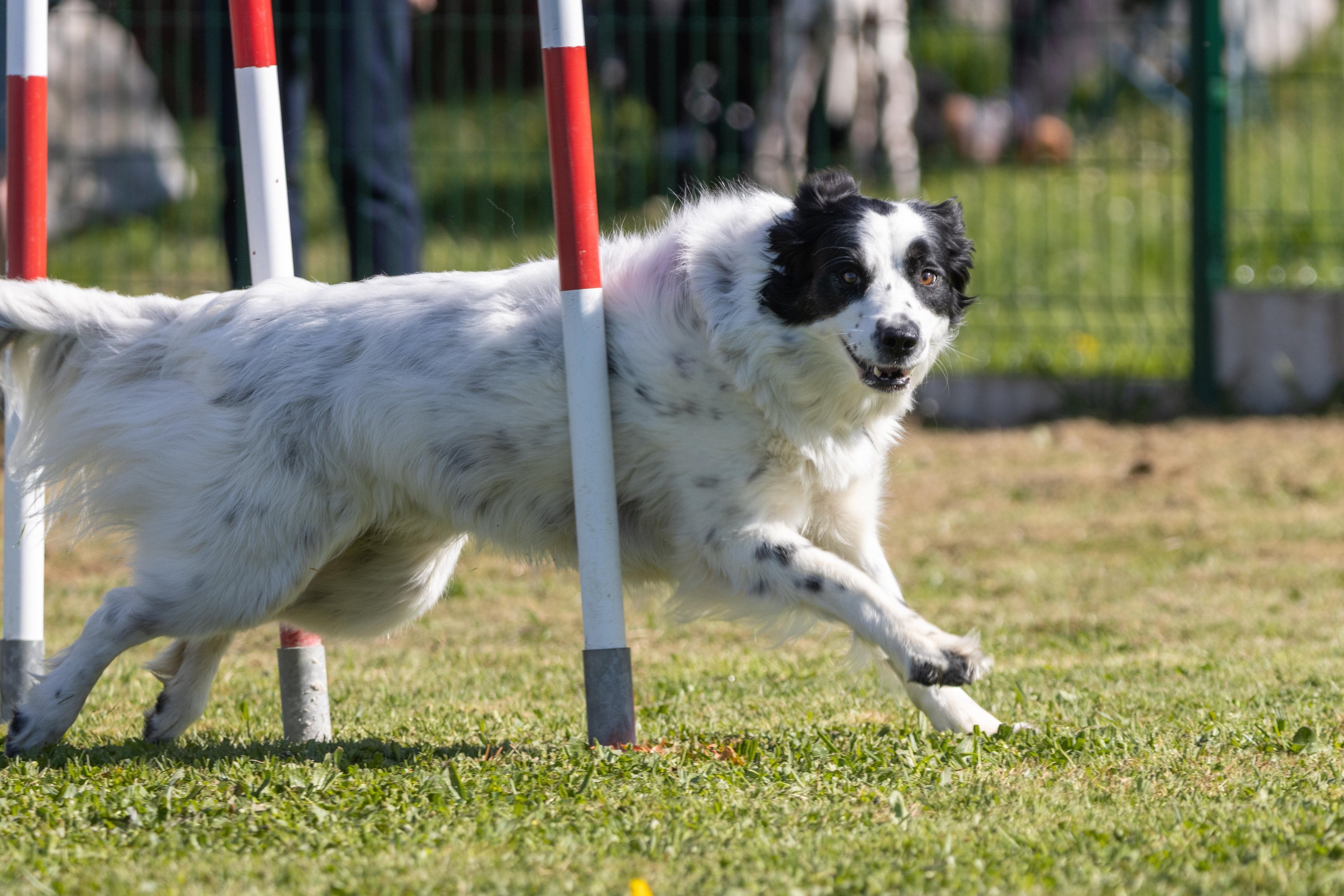 Agility grade 1 0272