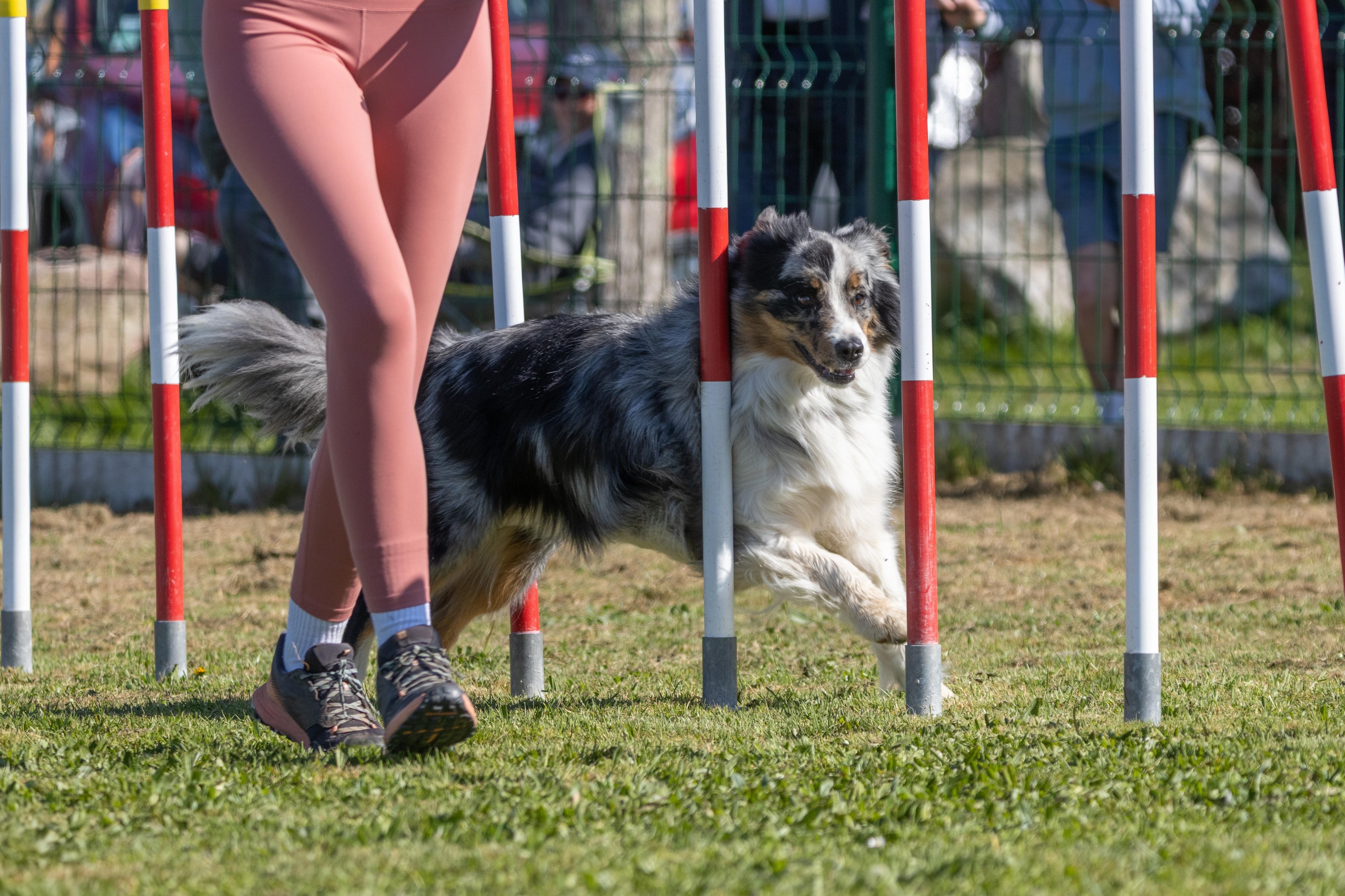 Agility grade 1 0273