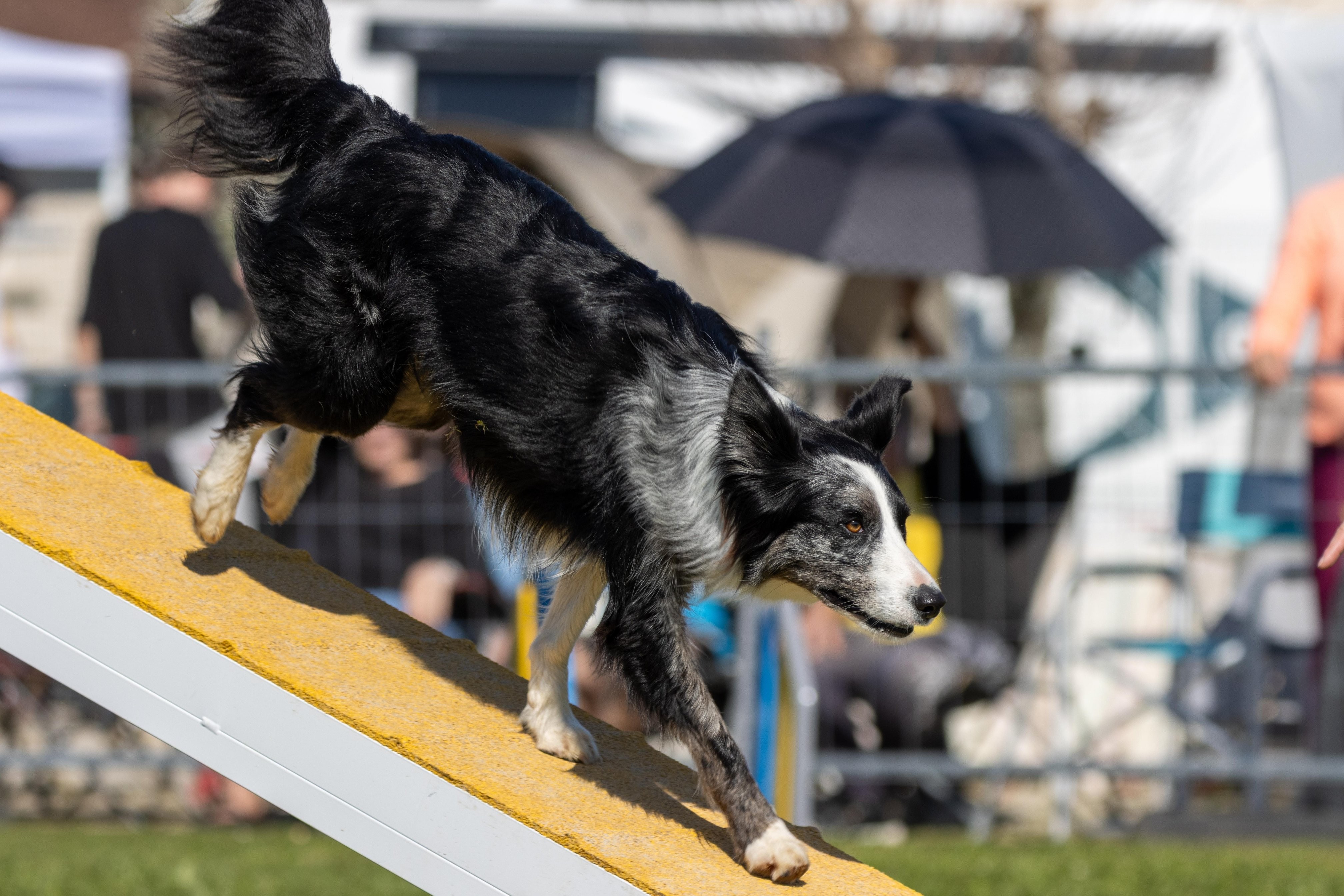 Agility grade 1 0275