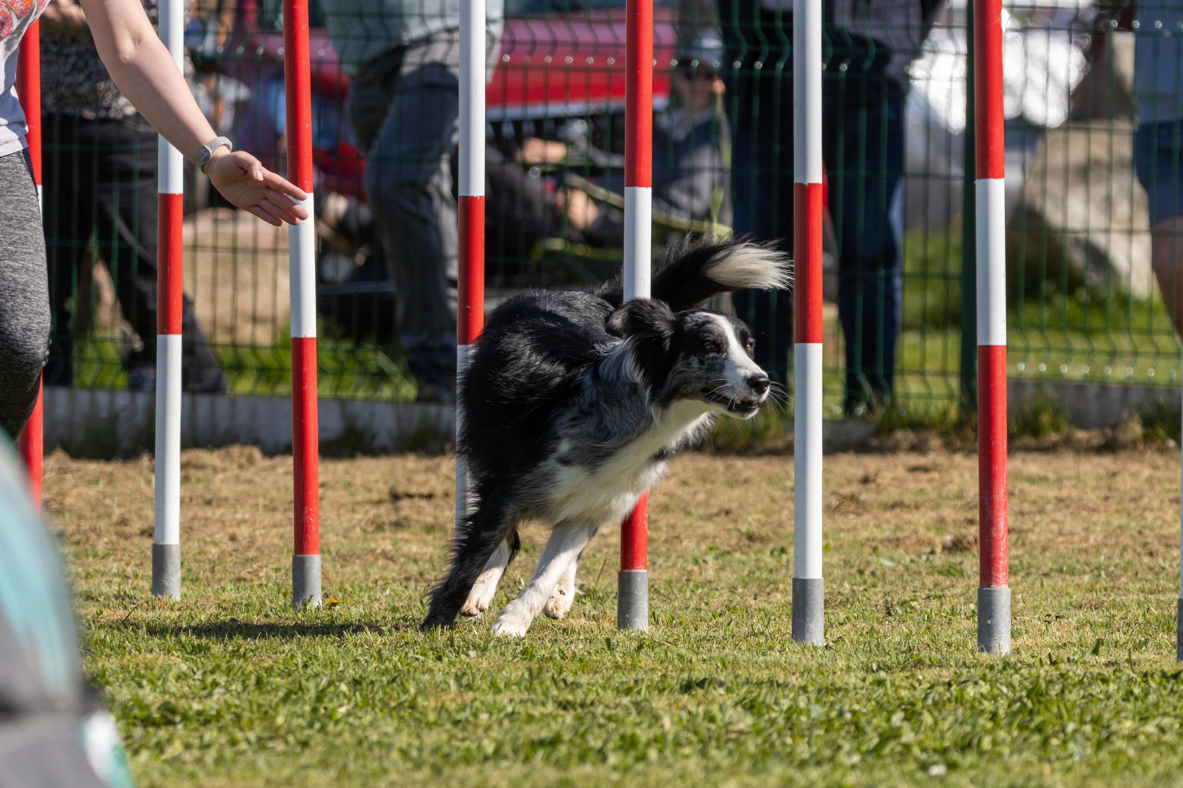 Agility grade 1 0276