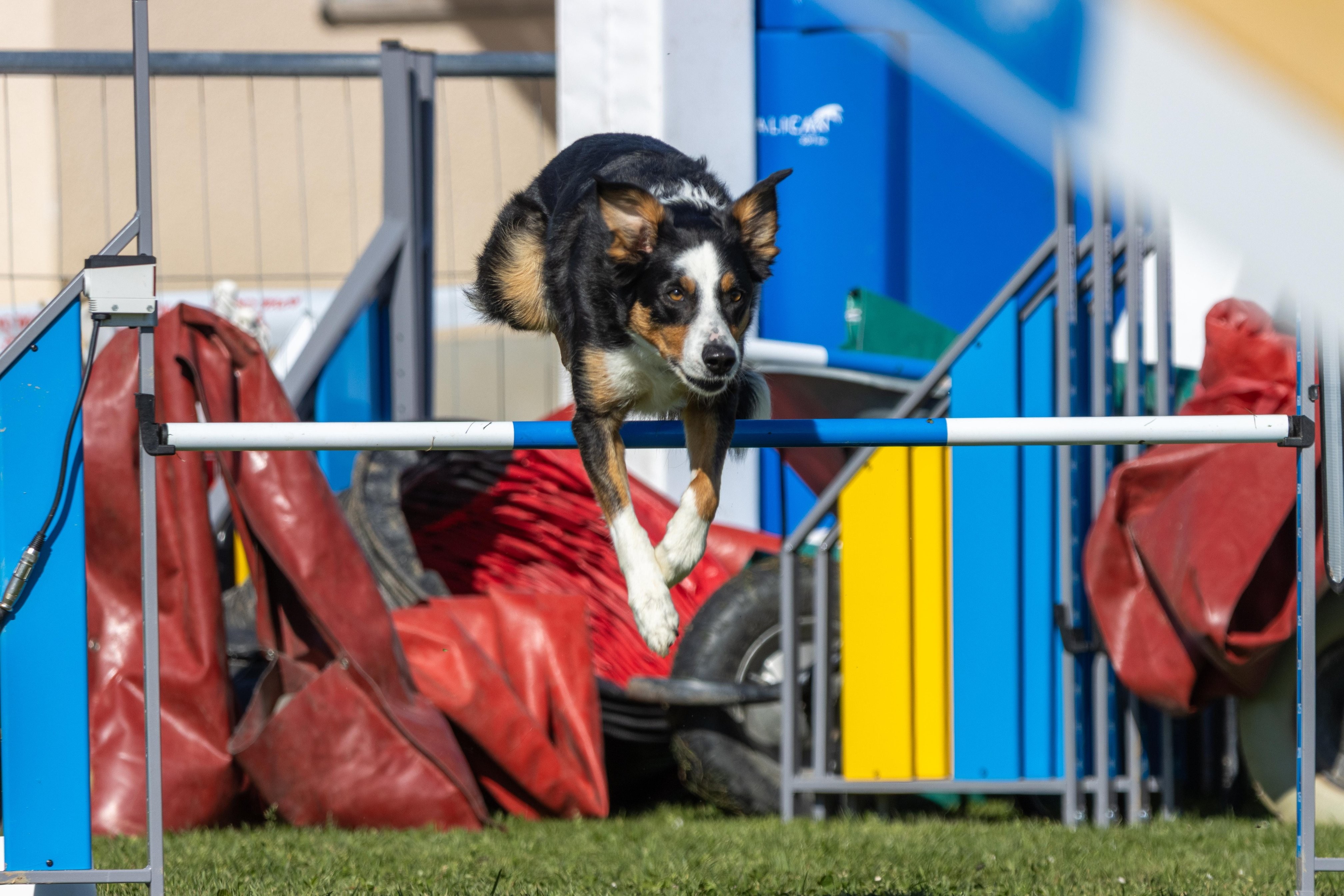 Agility grade 1 0279