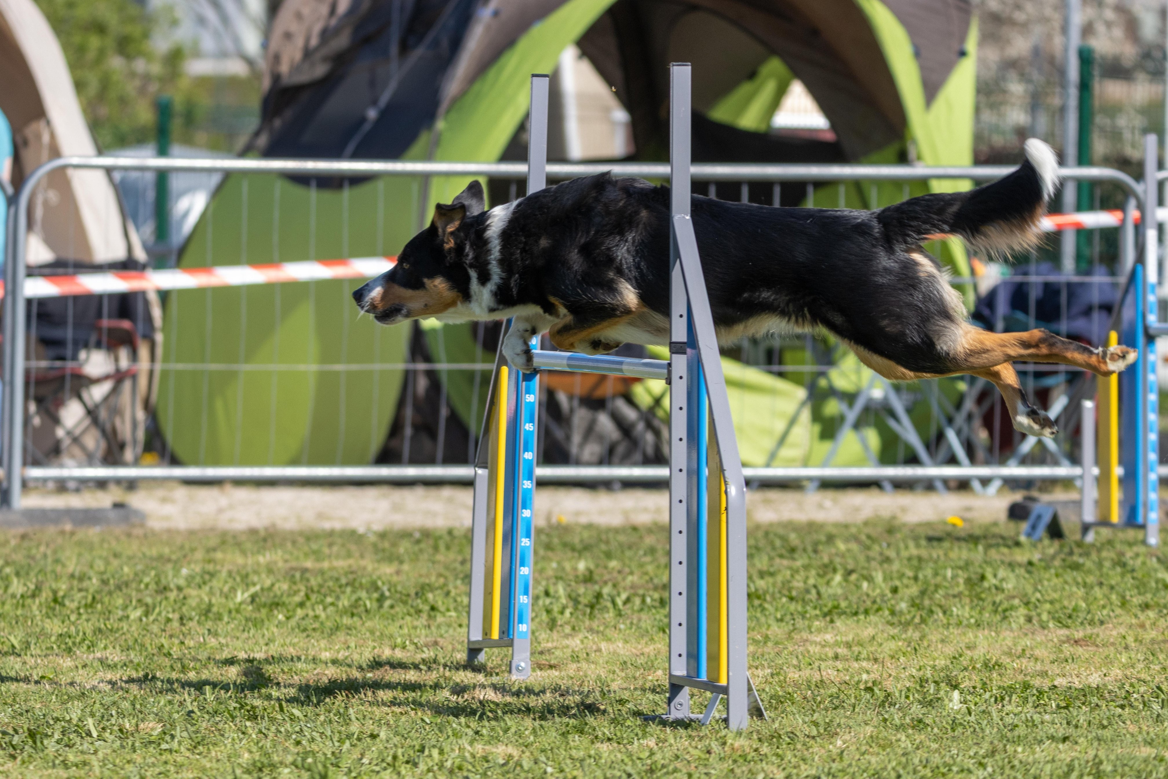 Agility grade 1 0280