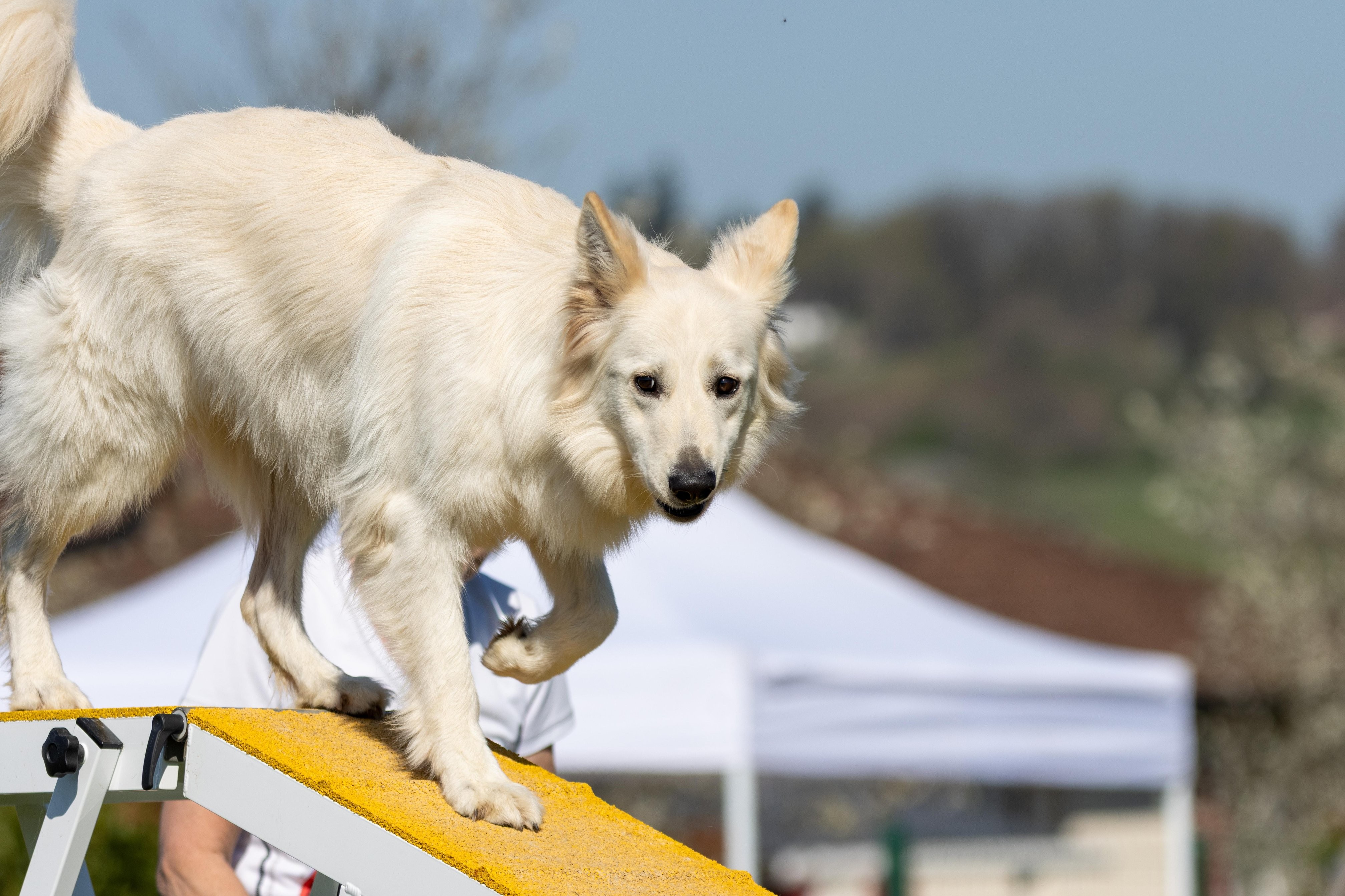 Agility grade 1 0282