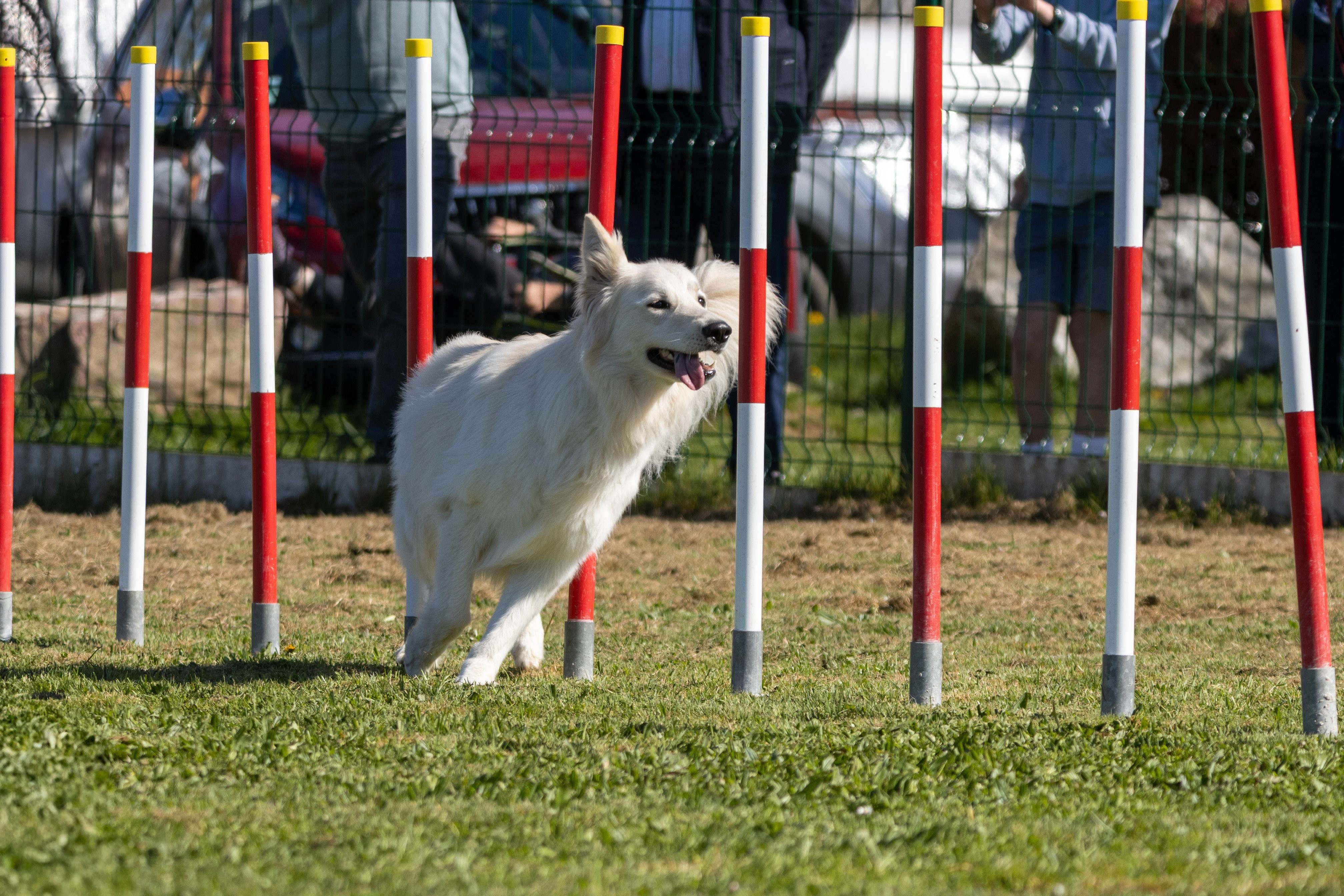 Agility grade 1 0284
