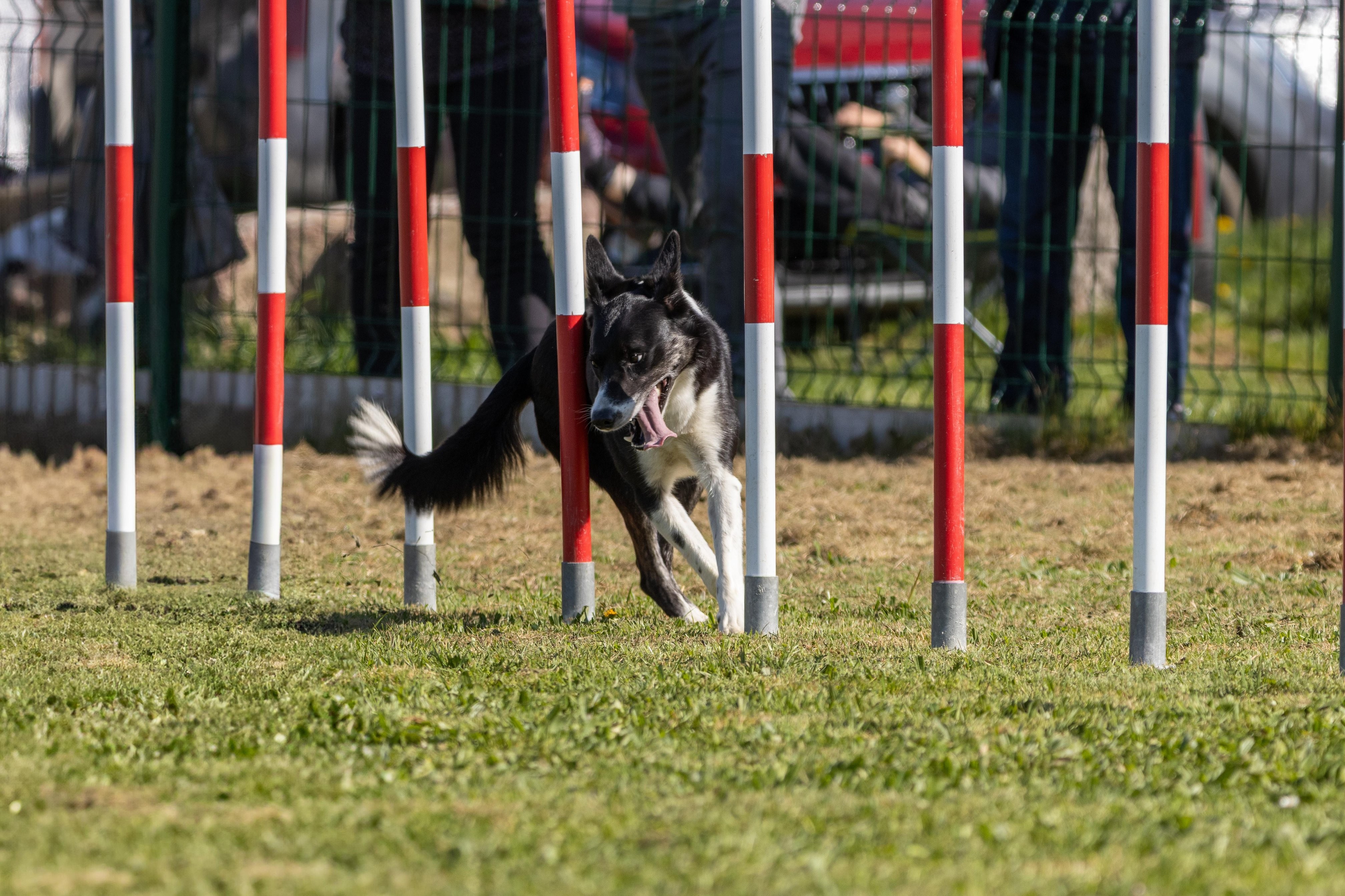 Agility grade 1 0286