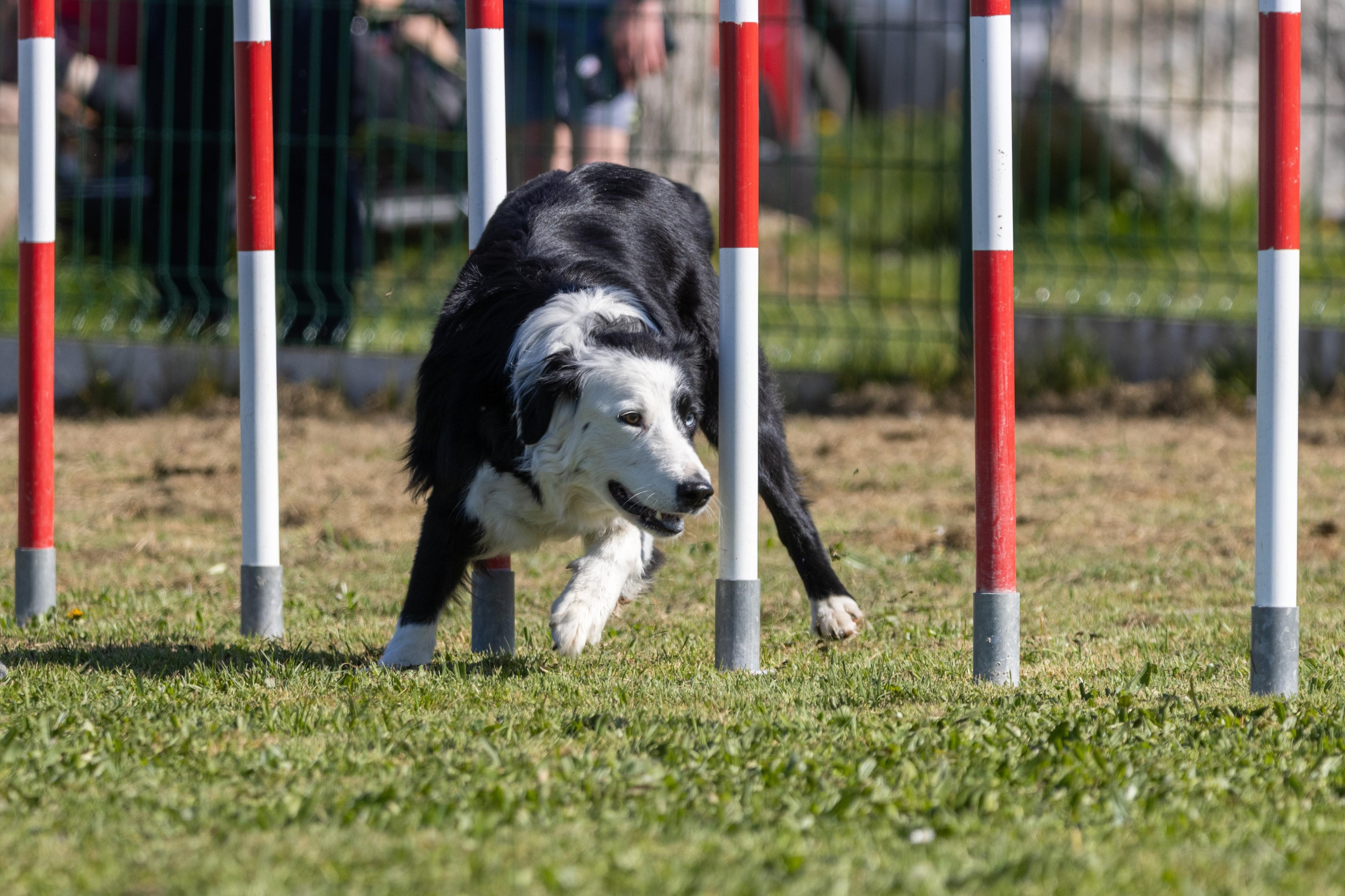 Agility grade 1 0288