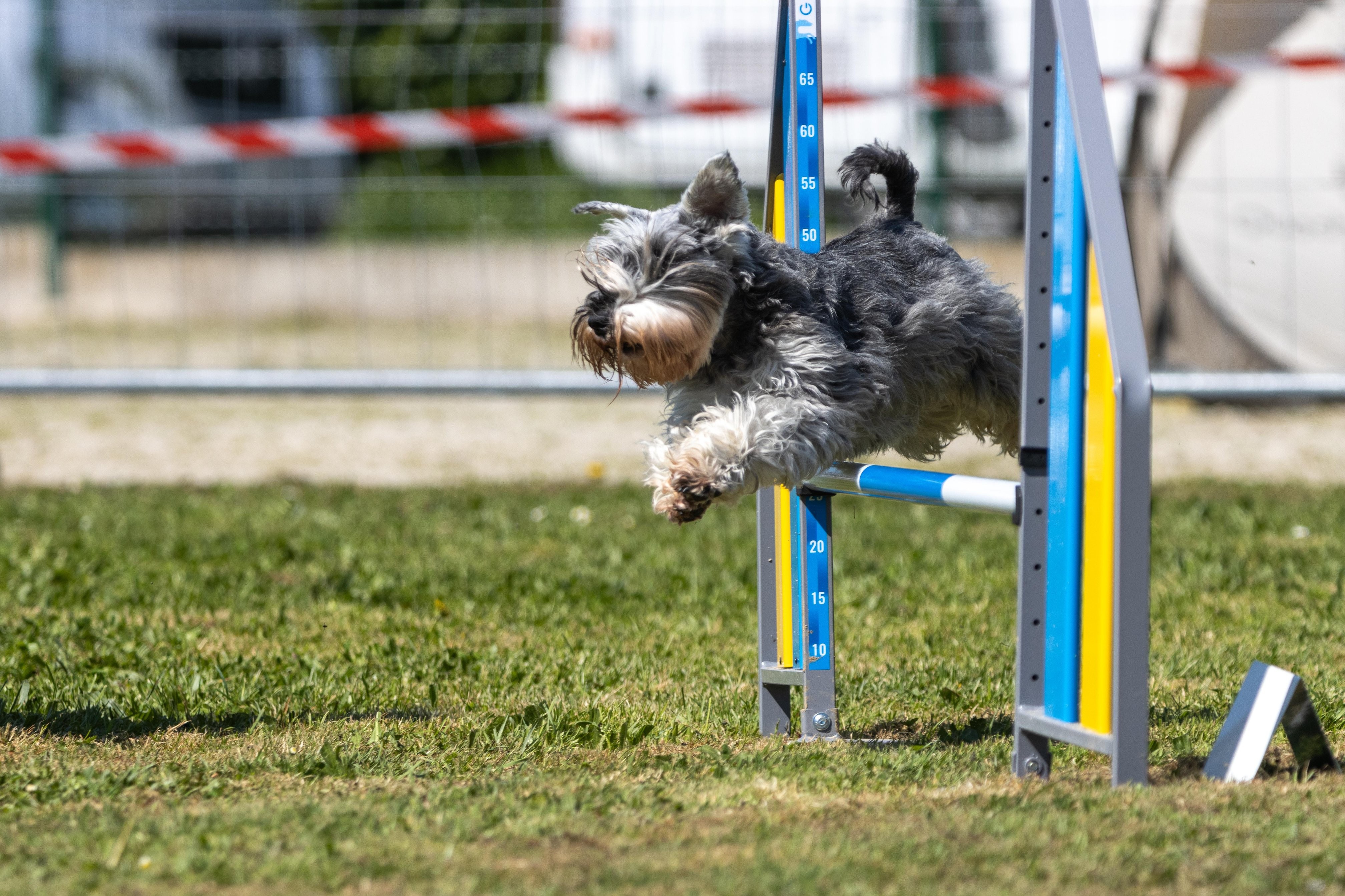 Agility grade 2 0308