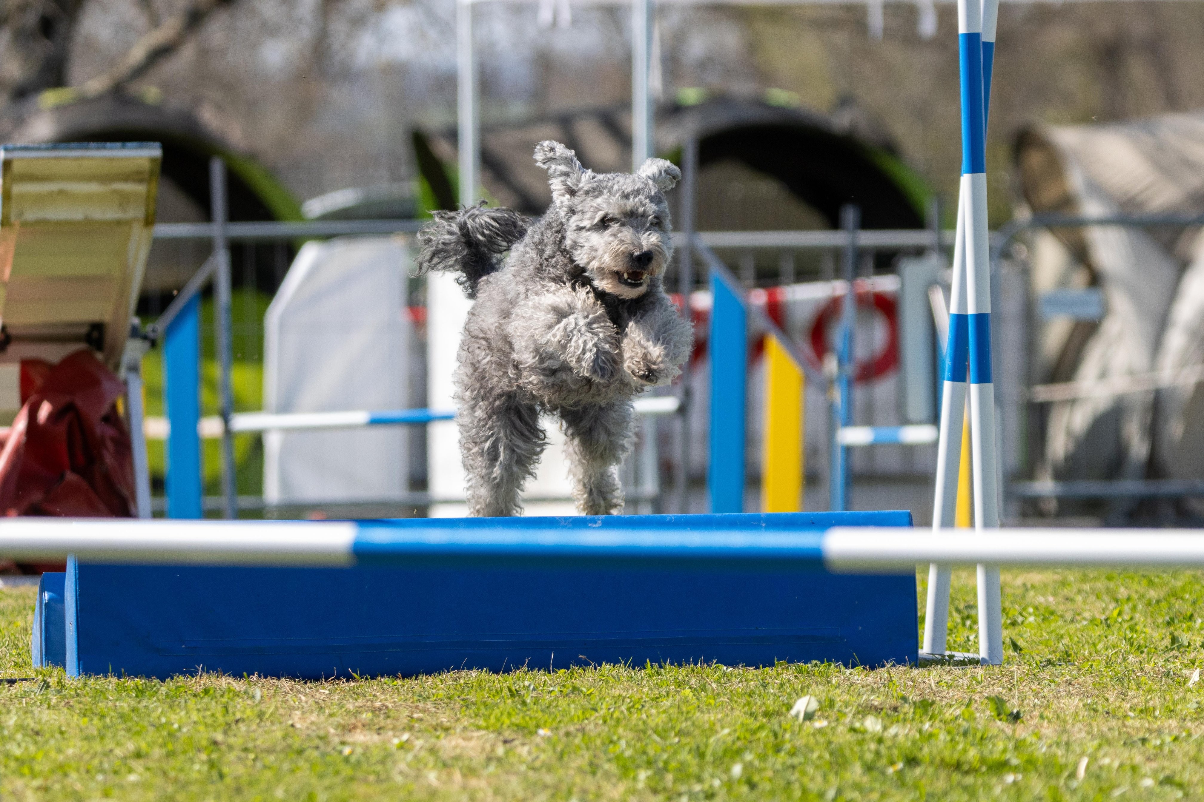 Agility grade 2 0309