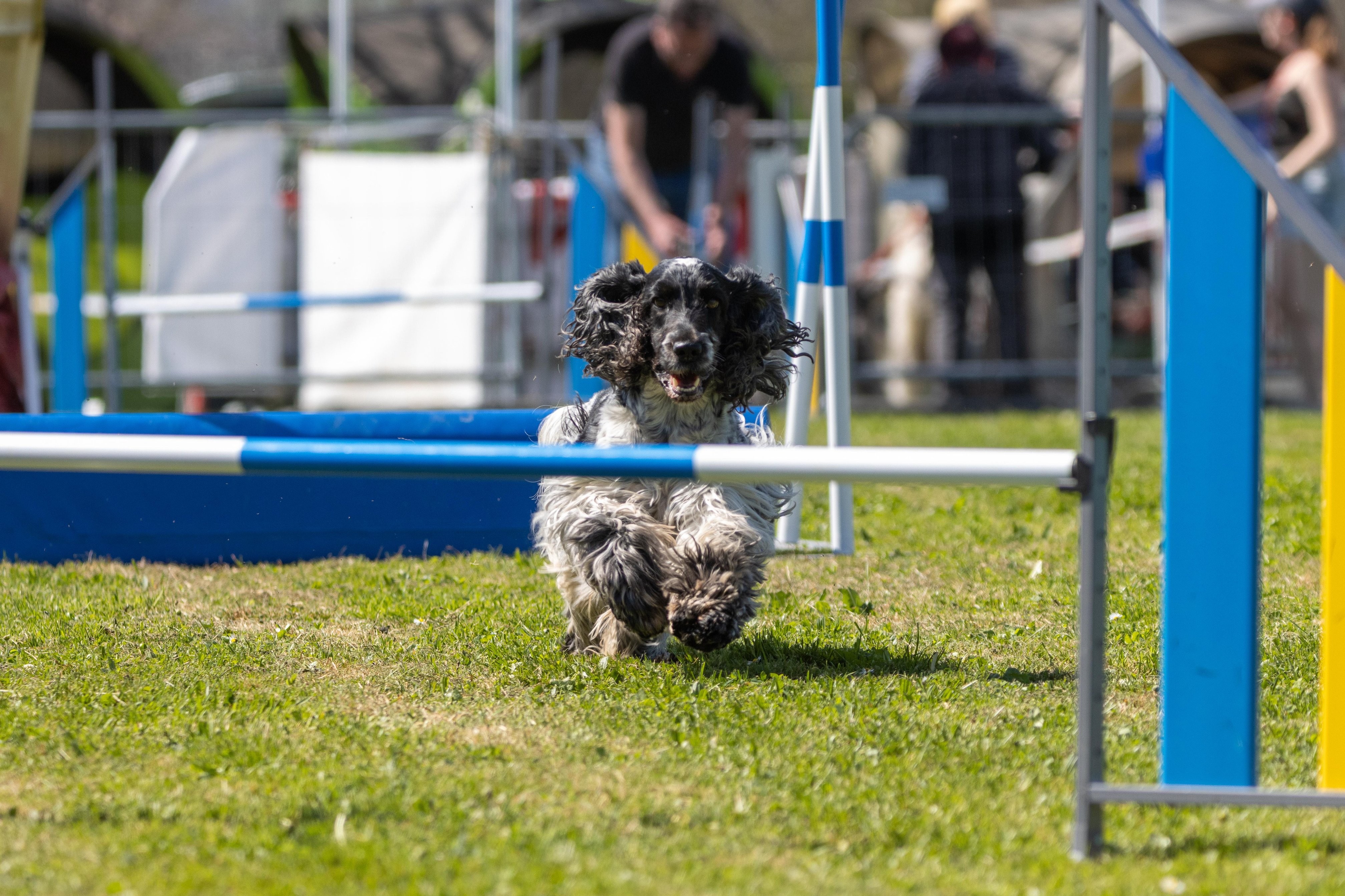 Agility grade 2 0310
