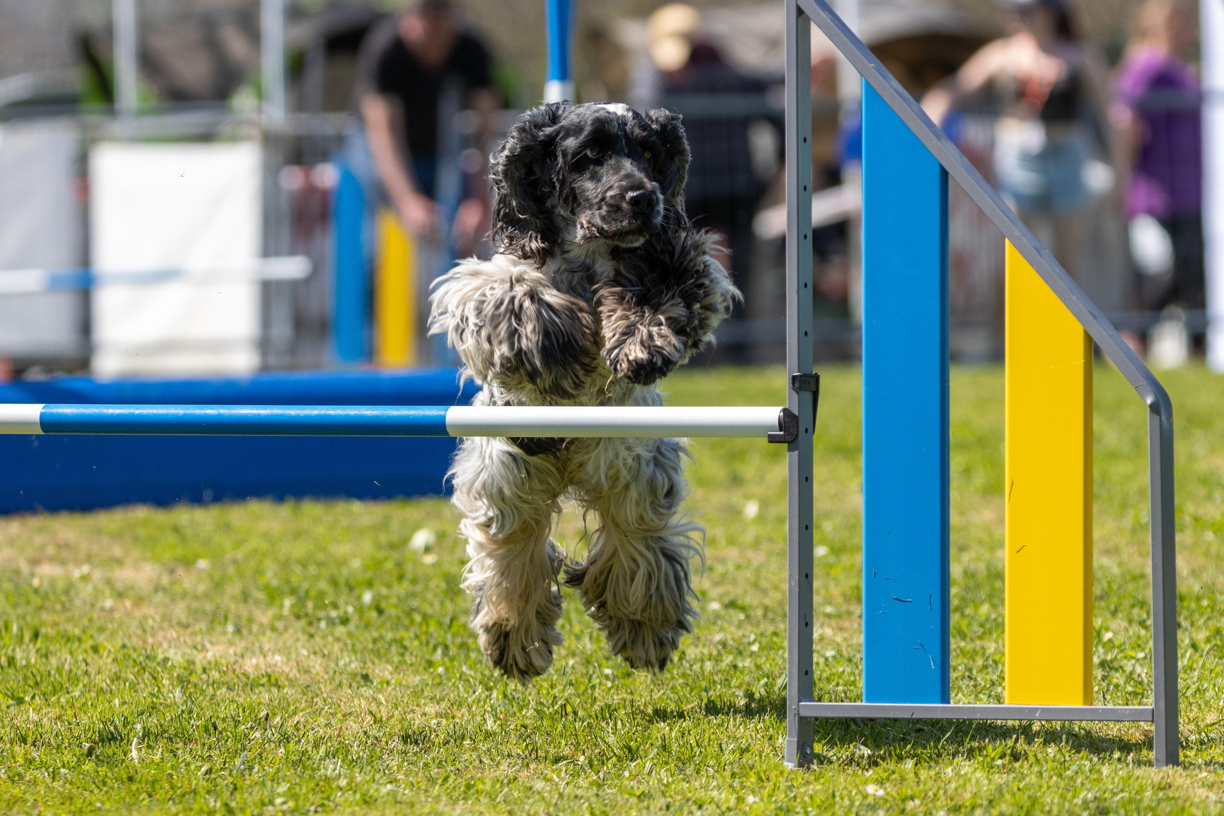Agility grade 2 0311