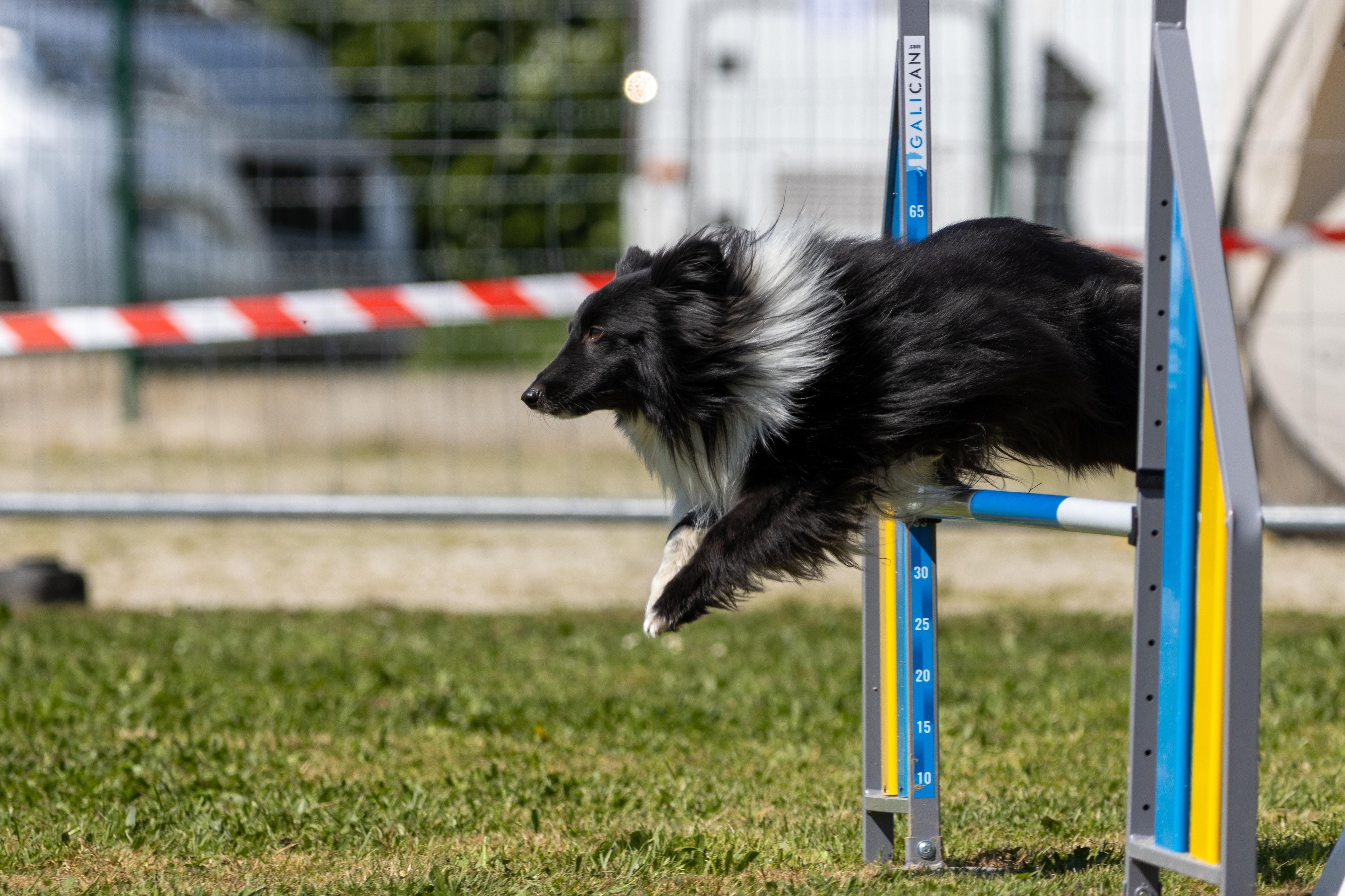 Agility grade 2 0312