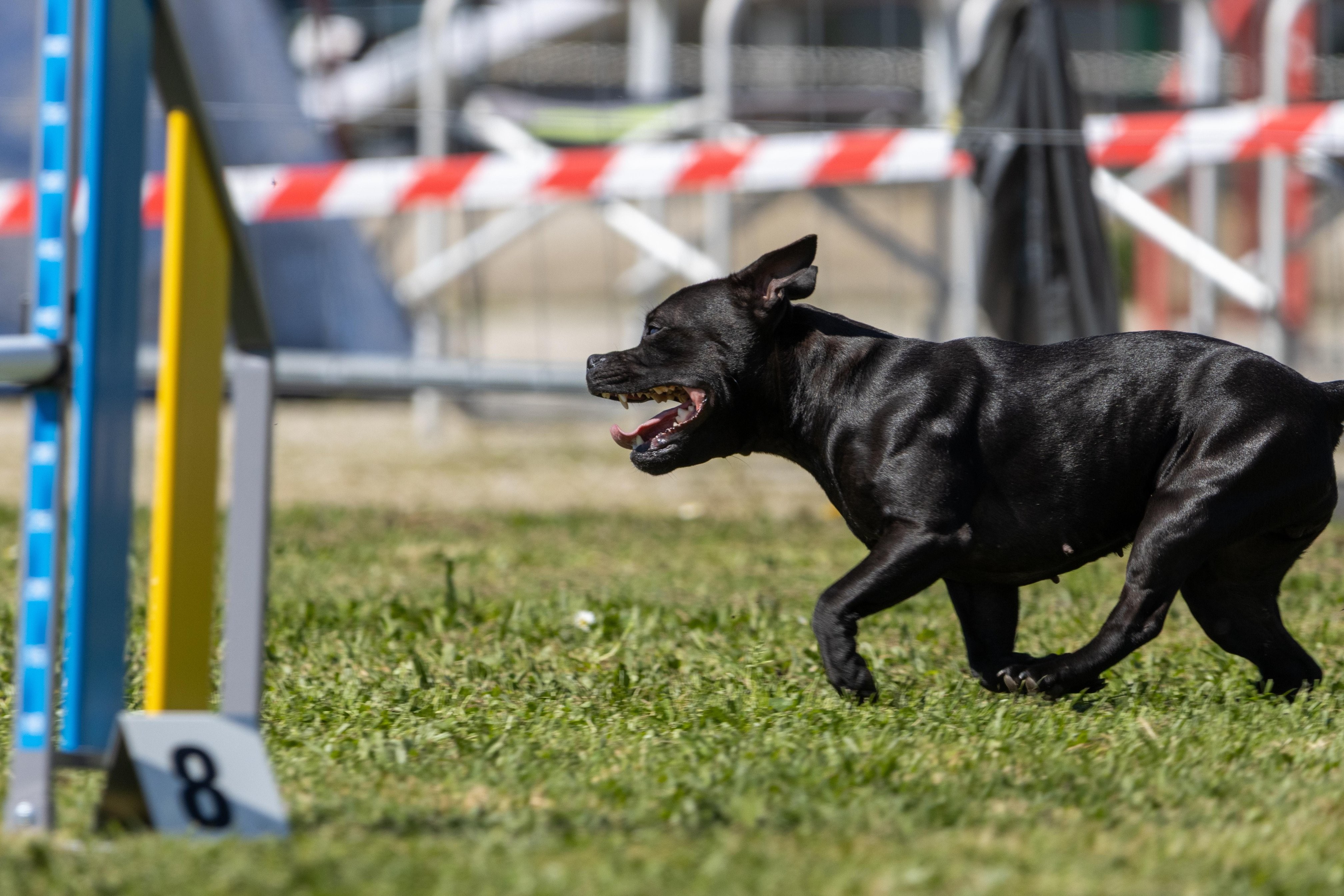 Agility grade 2 0313