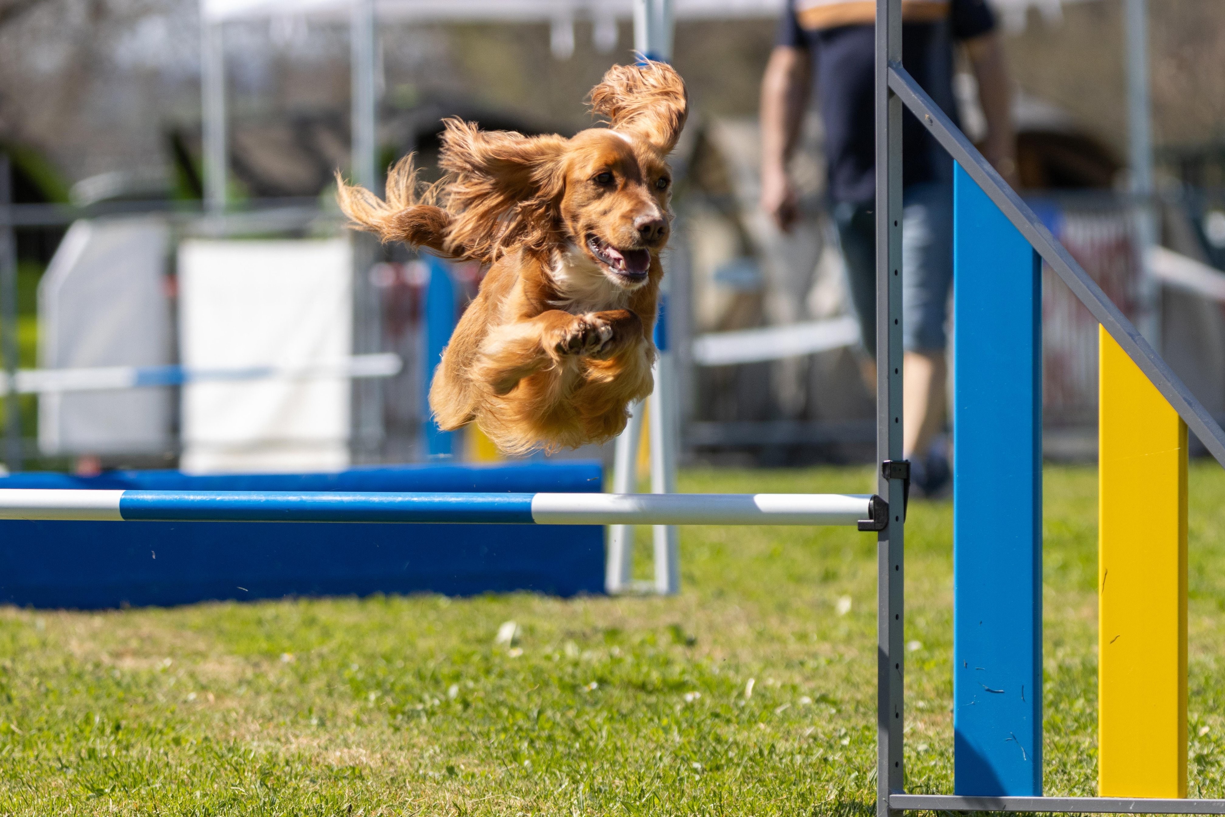 Agility grade 2 0315