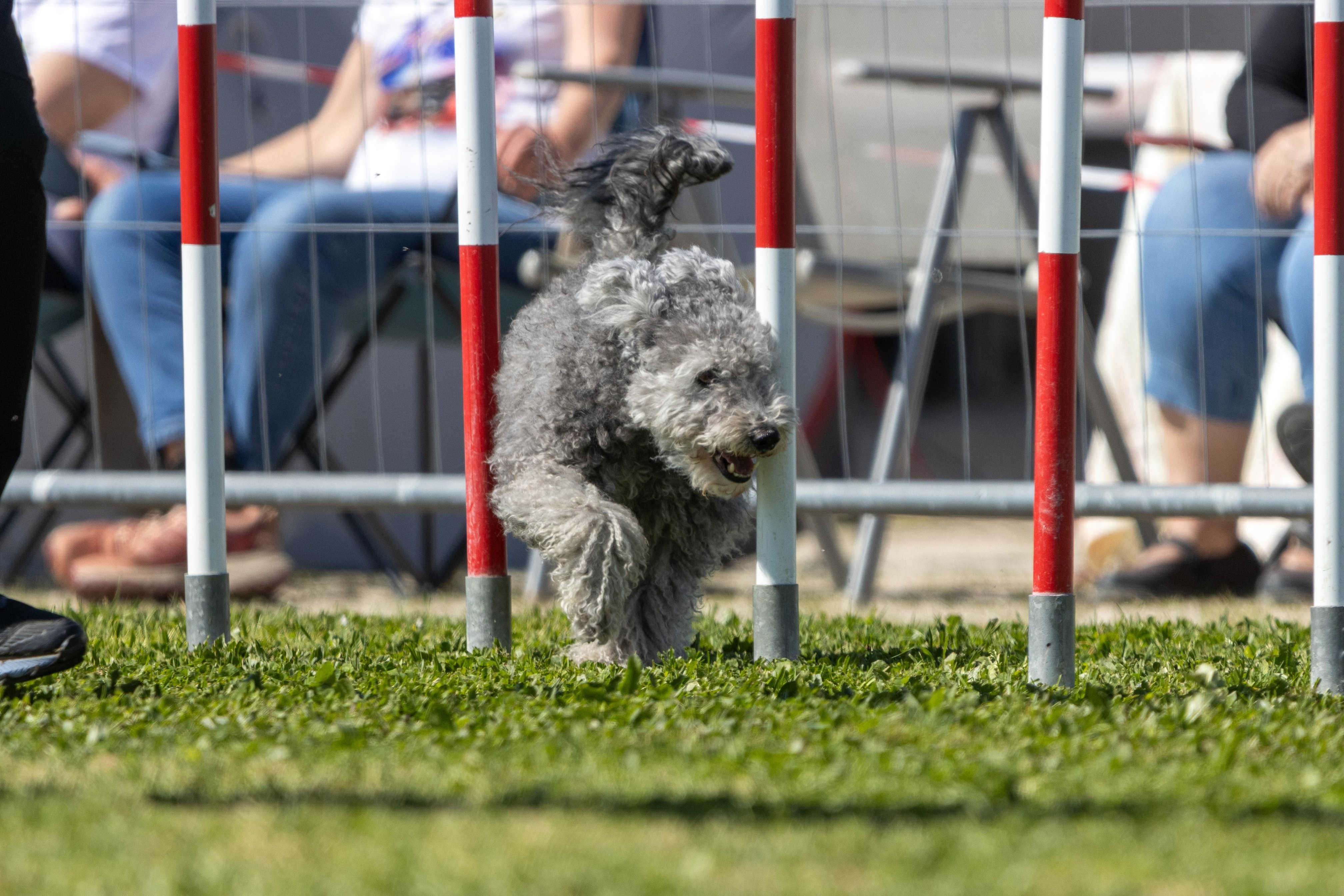 Agility grade 2 0316