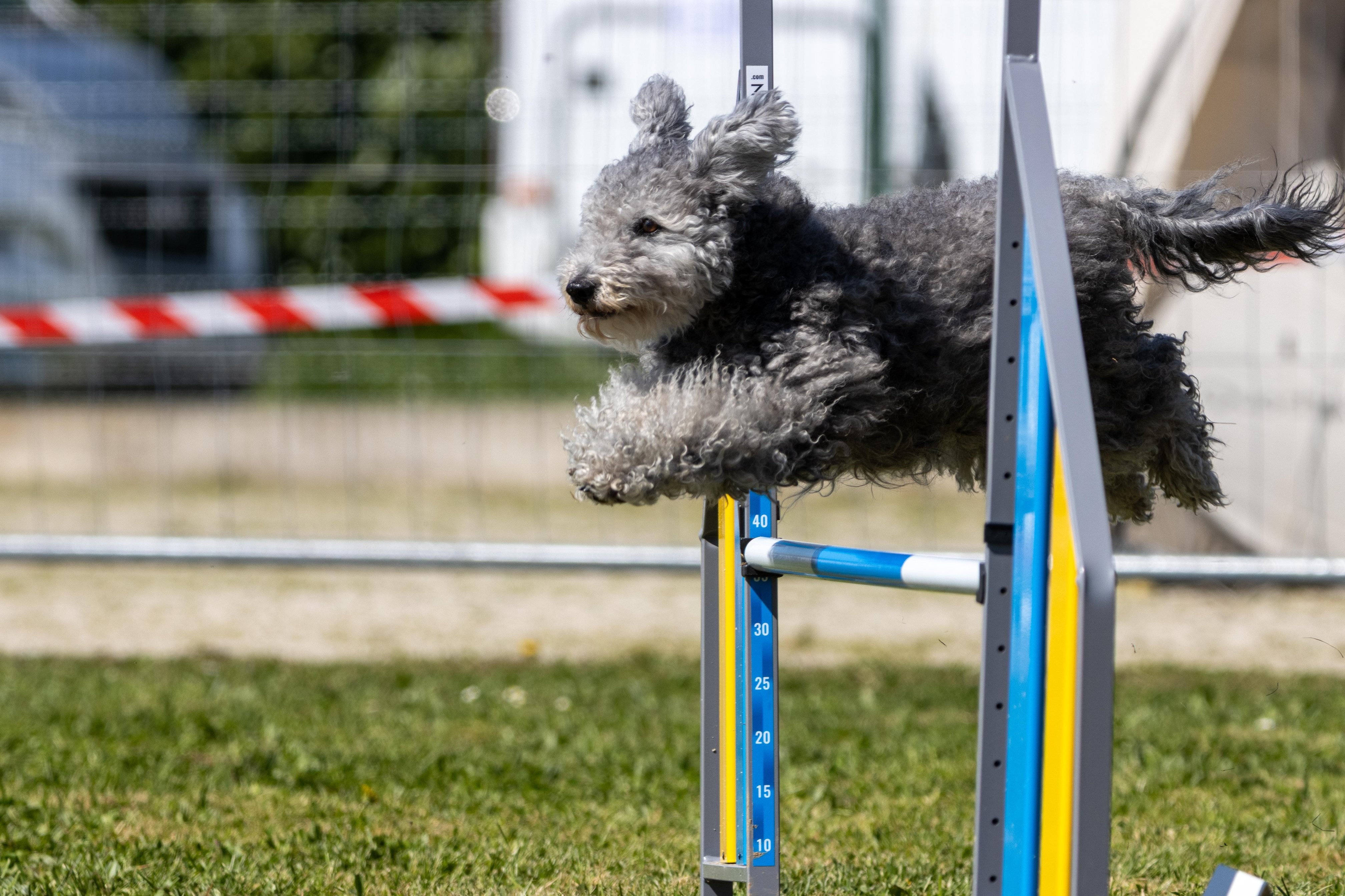 Agility grade 2 0317