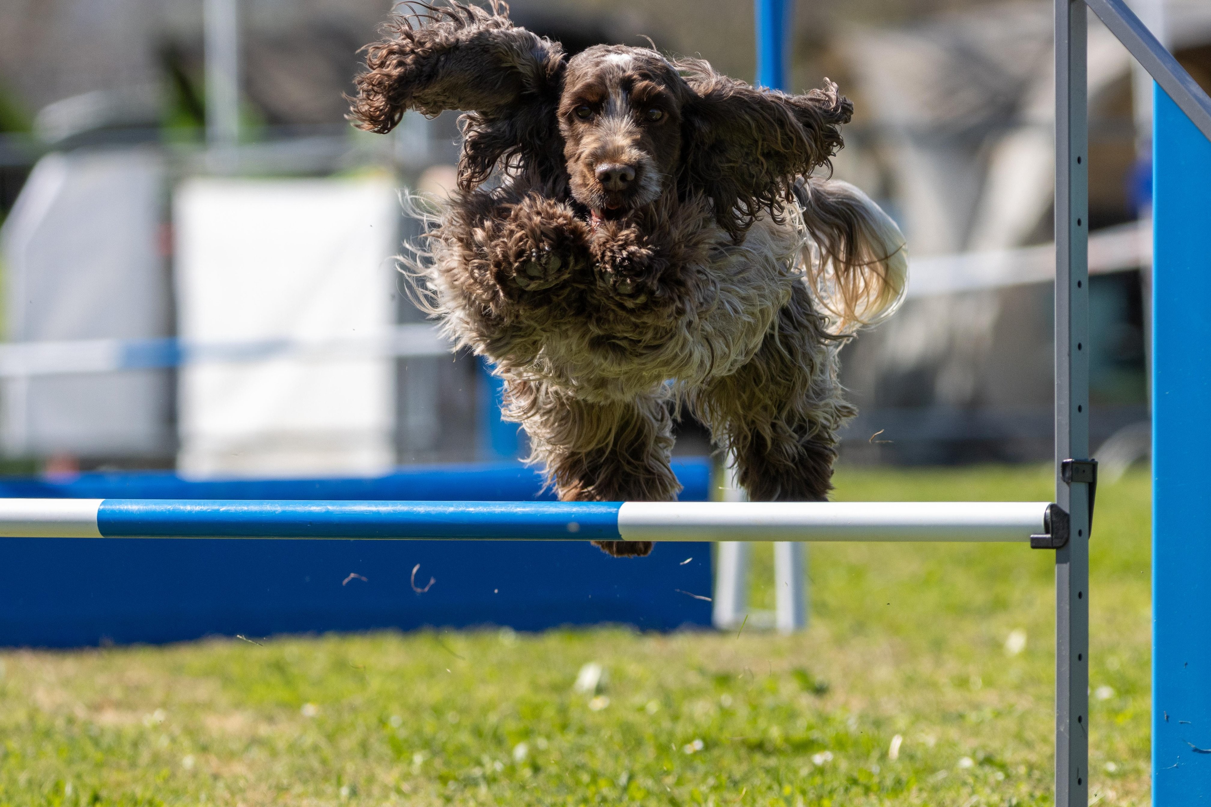 Agility grade 2 0319