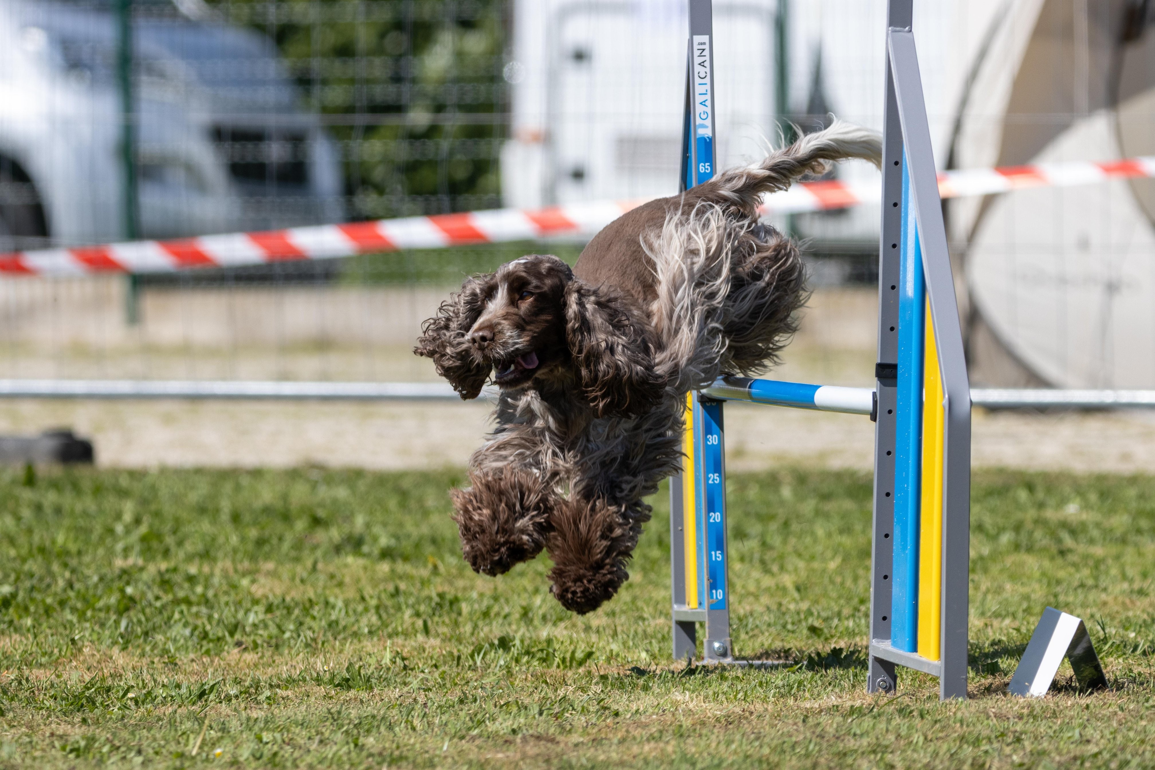 Agility grade 2 0320