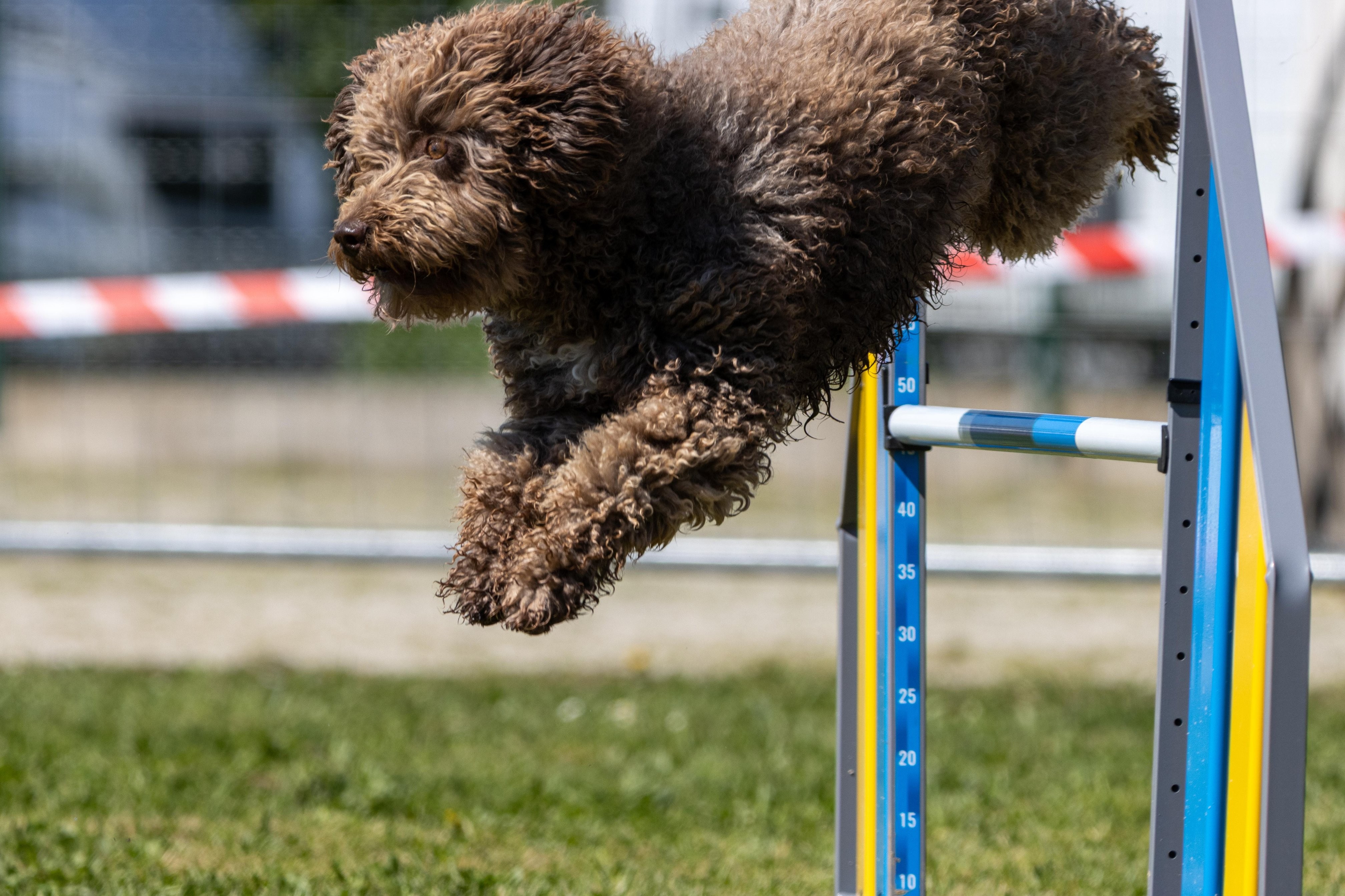 Agility grade 2 0321
