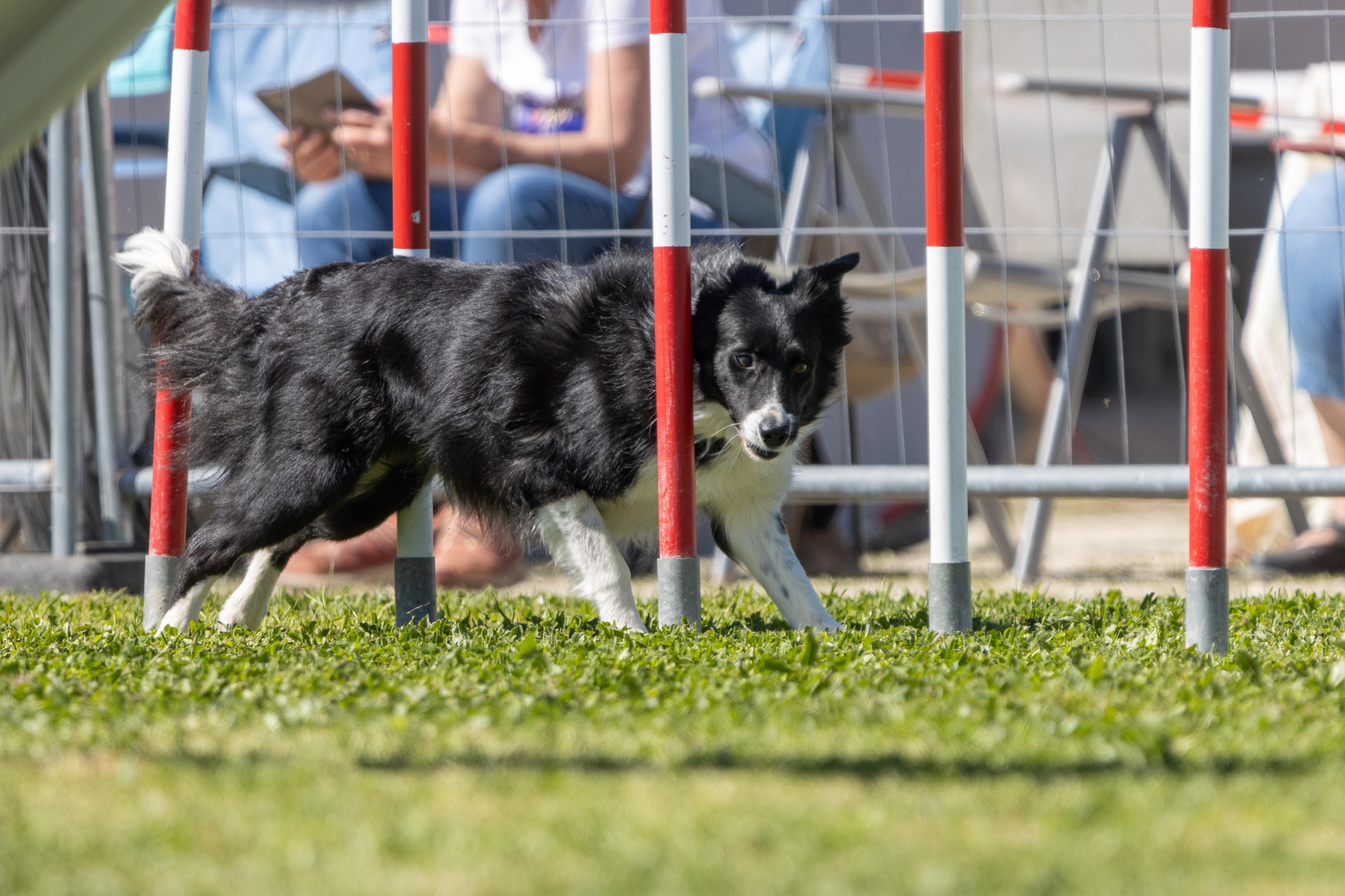 Agility grade 2 0322