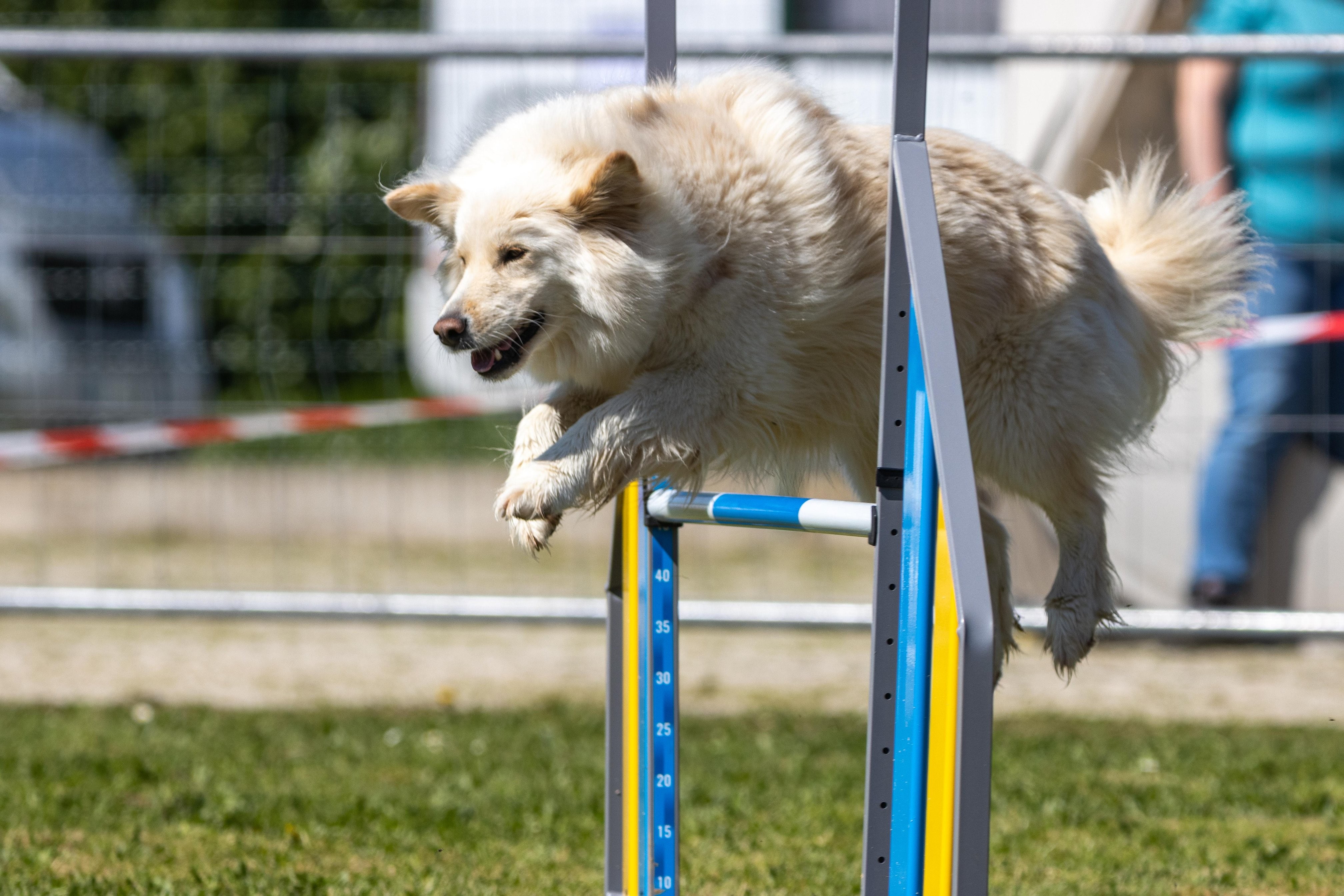 Agility grade 2 0323