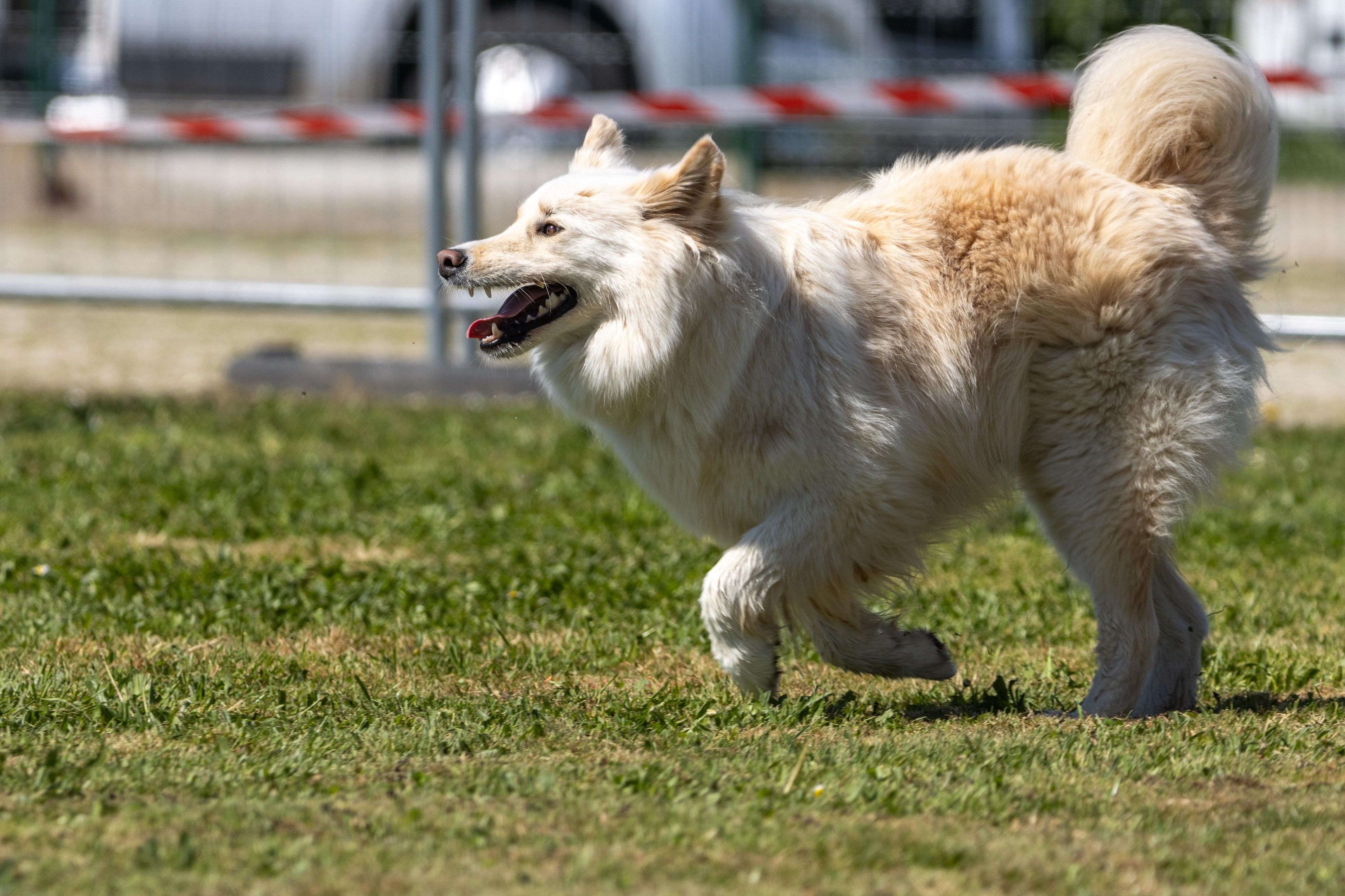 Agility grade 2 0324