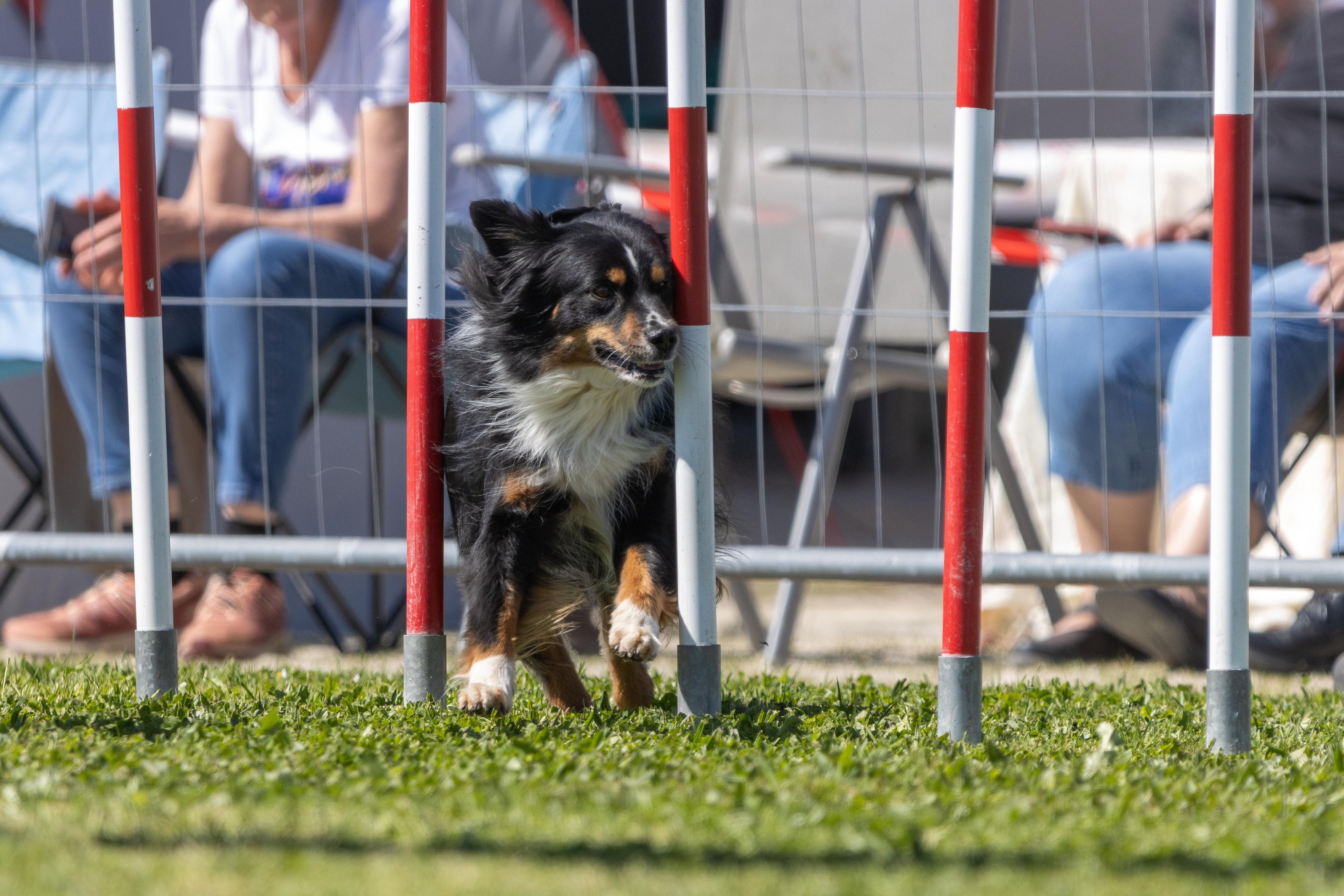 Agility grade 2 0325