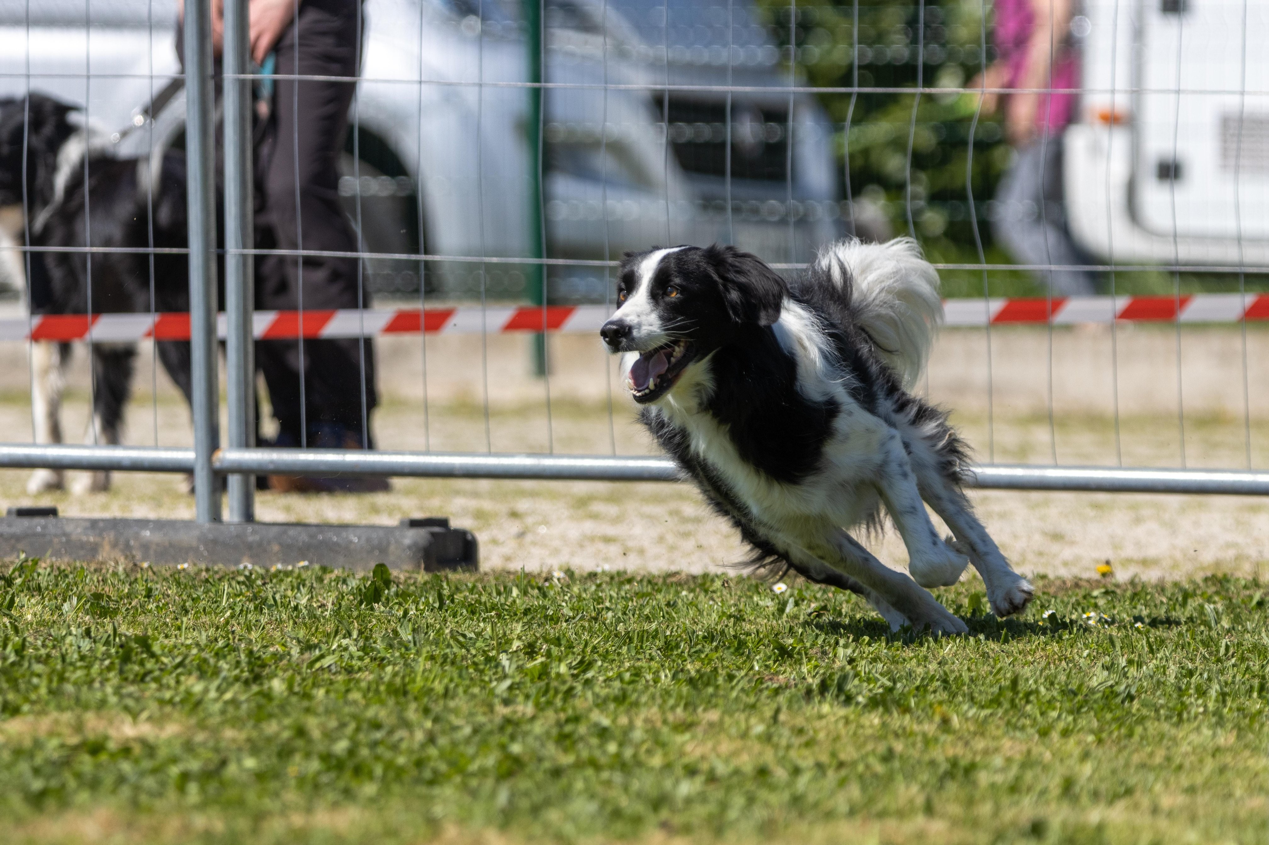 Agility grade 2 0326