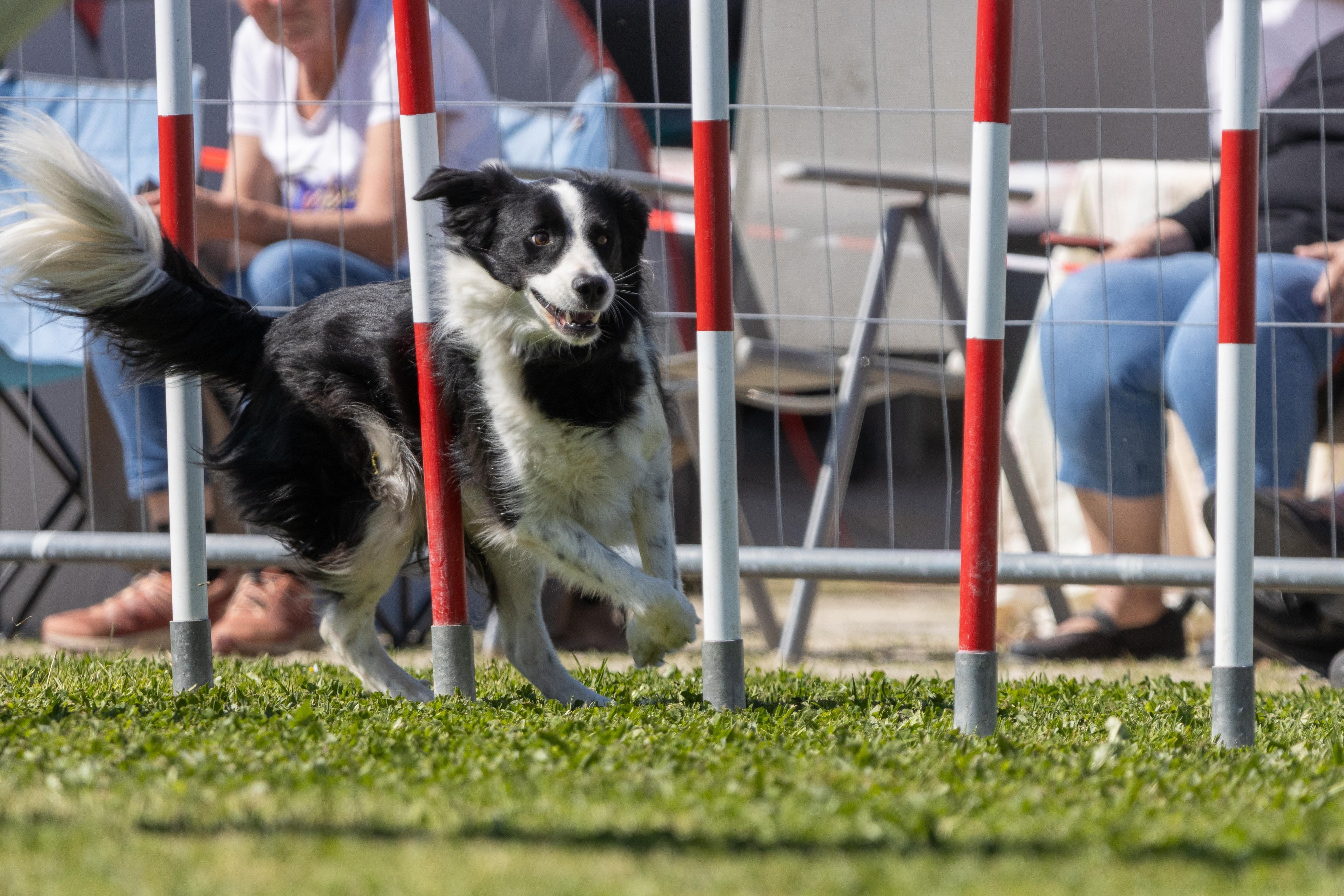 Agility grade 2 0327