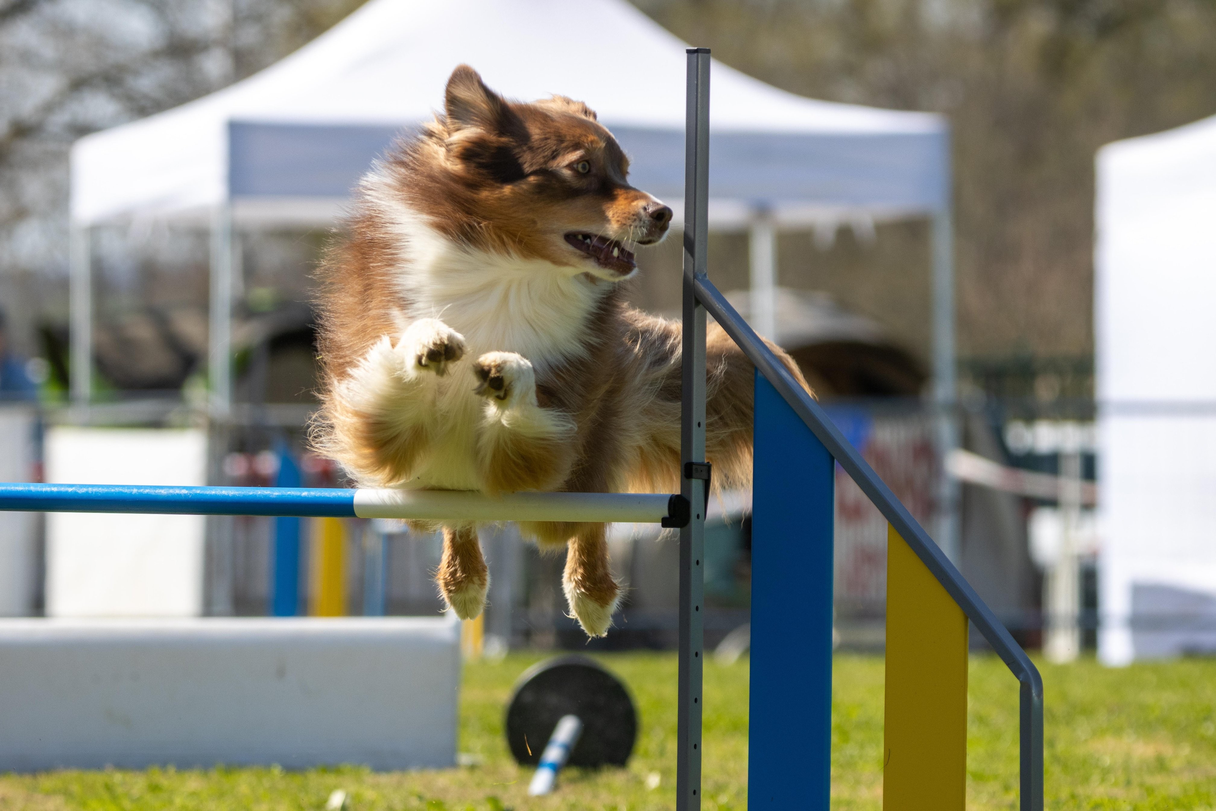 Agility grade 2 0329