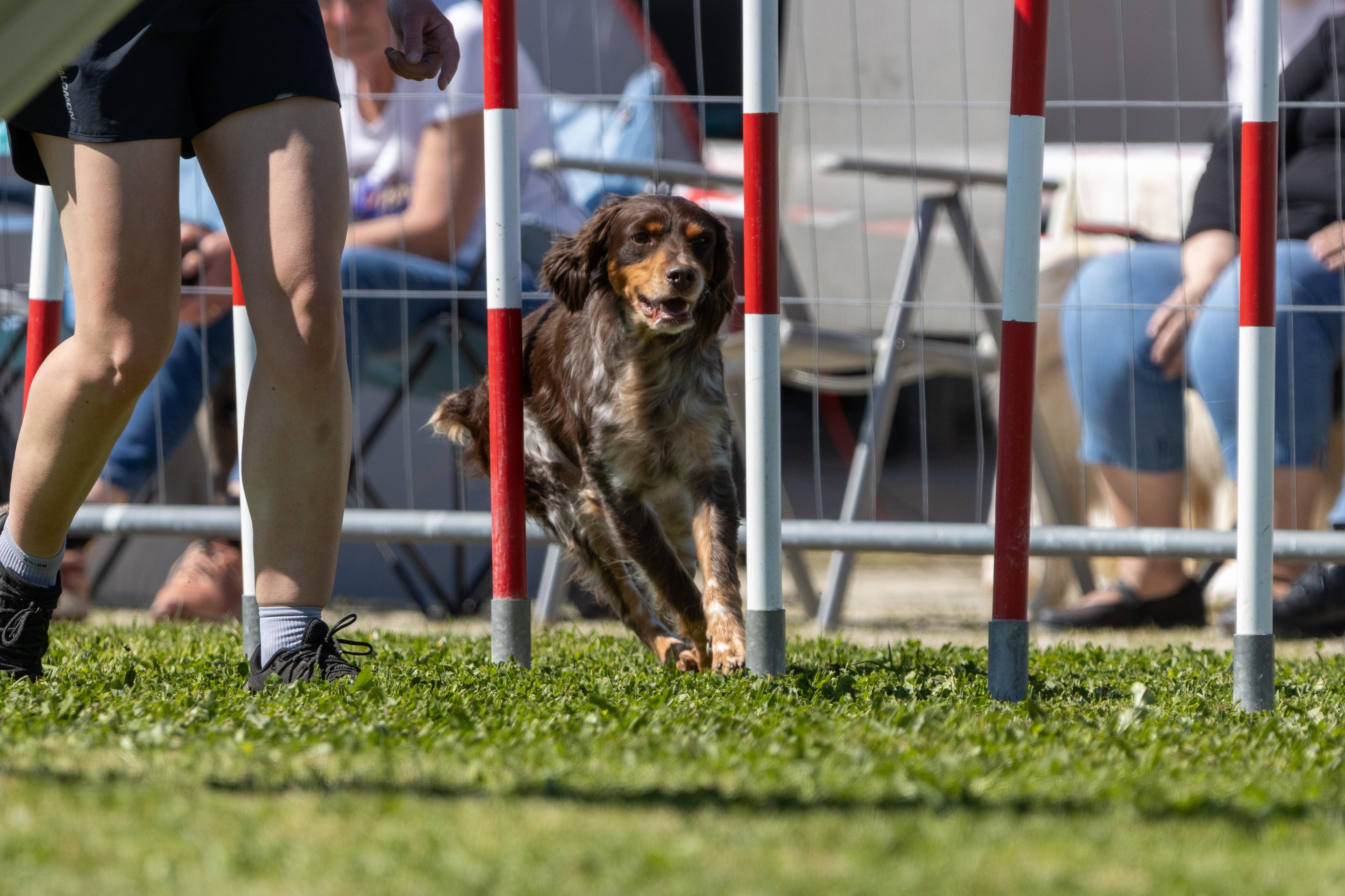 Agility grade 2 0331
