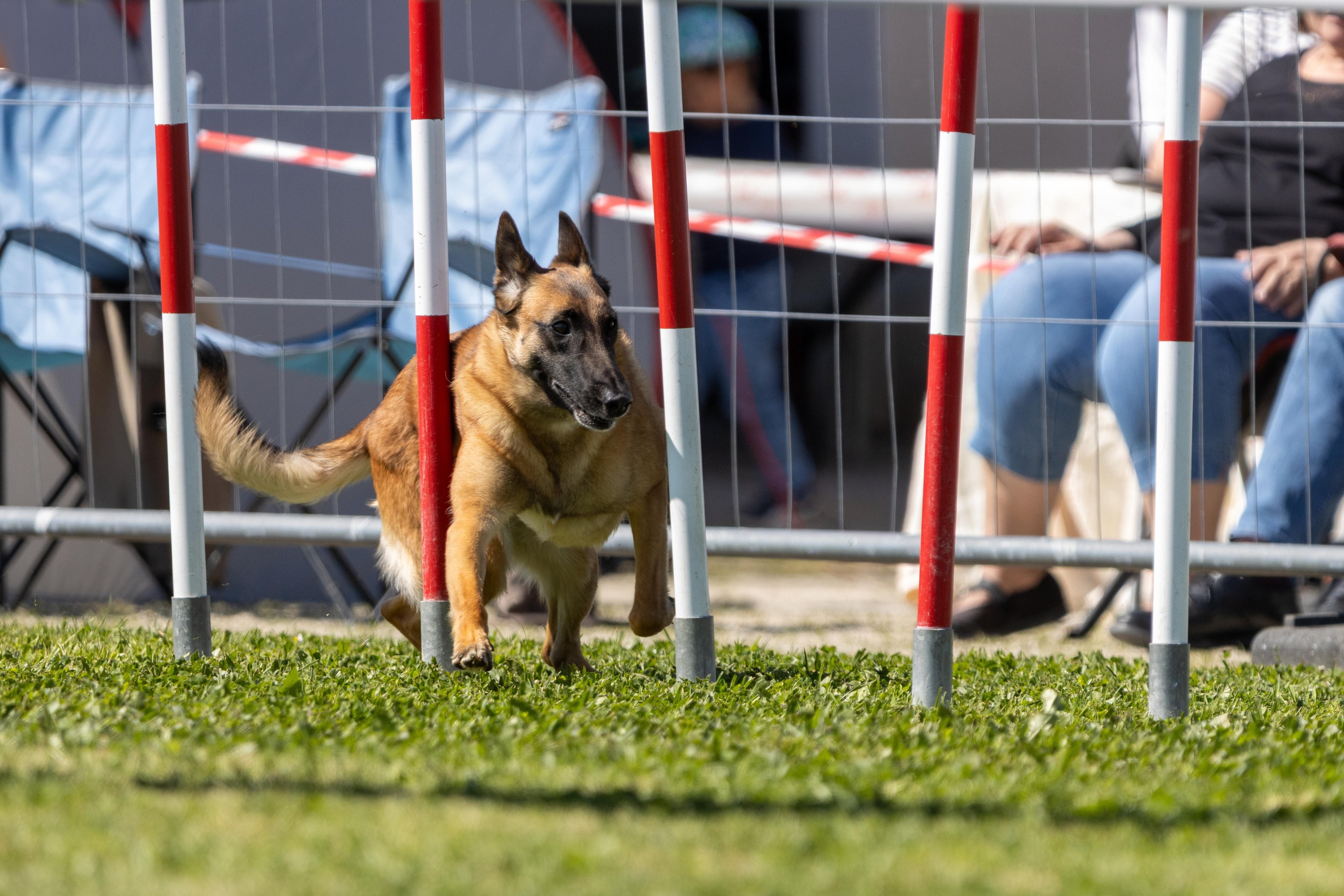 Agility grade 2 0333