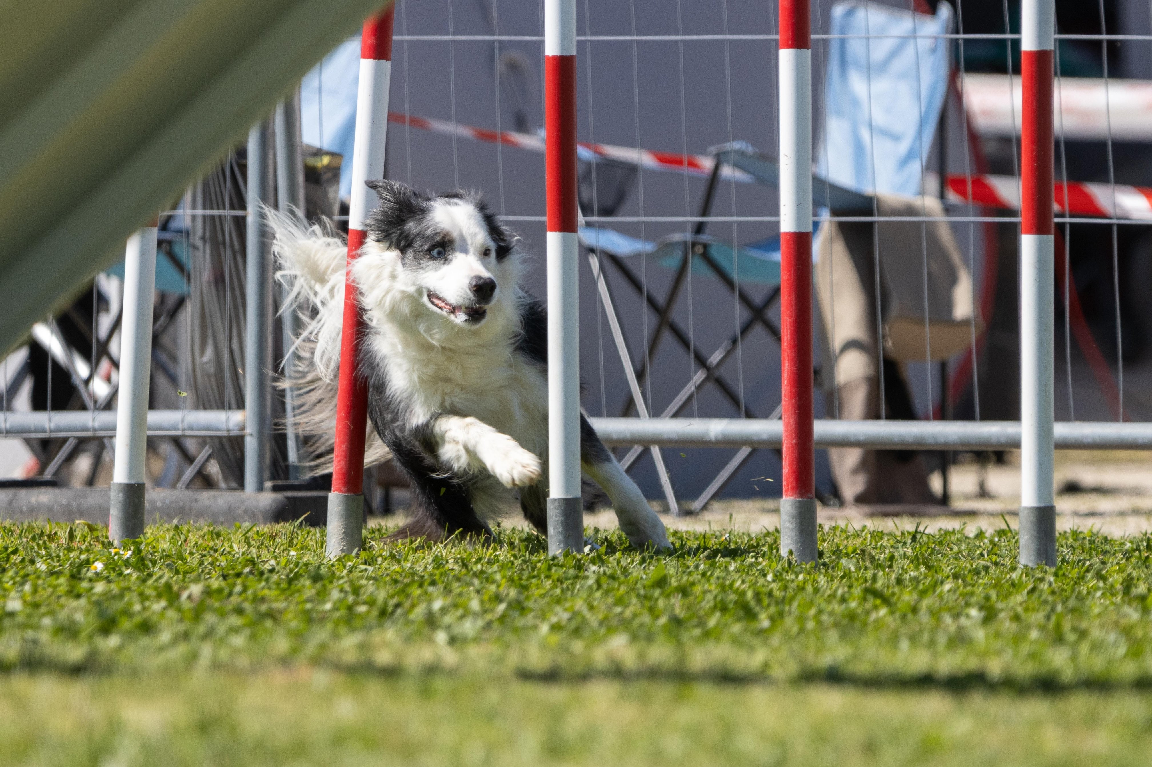 Agility grade 2 0334