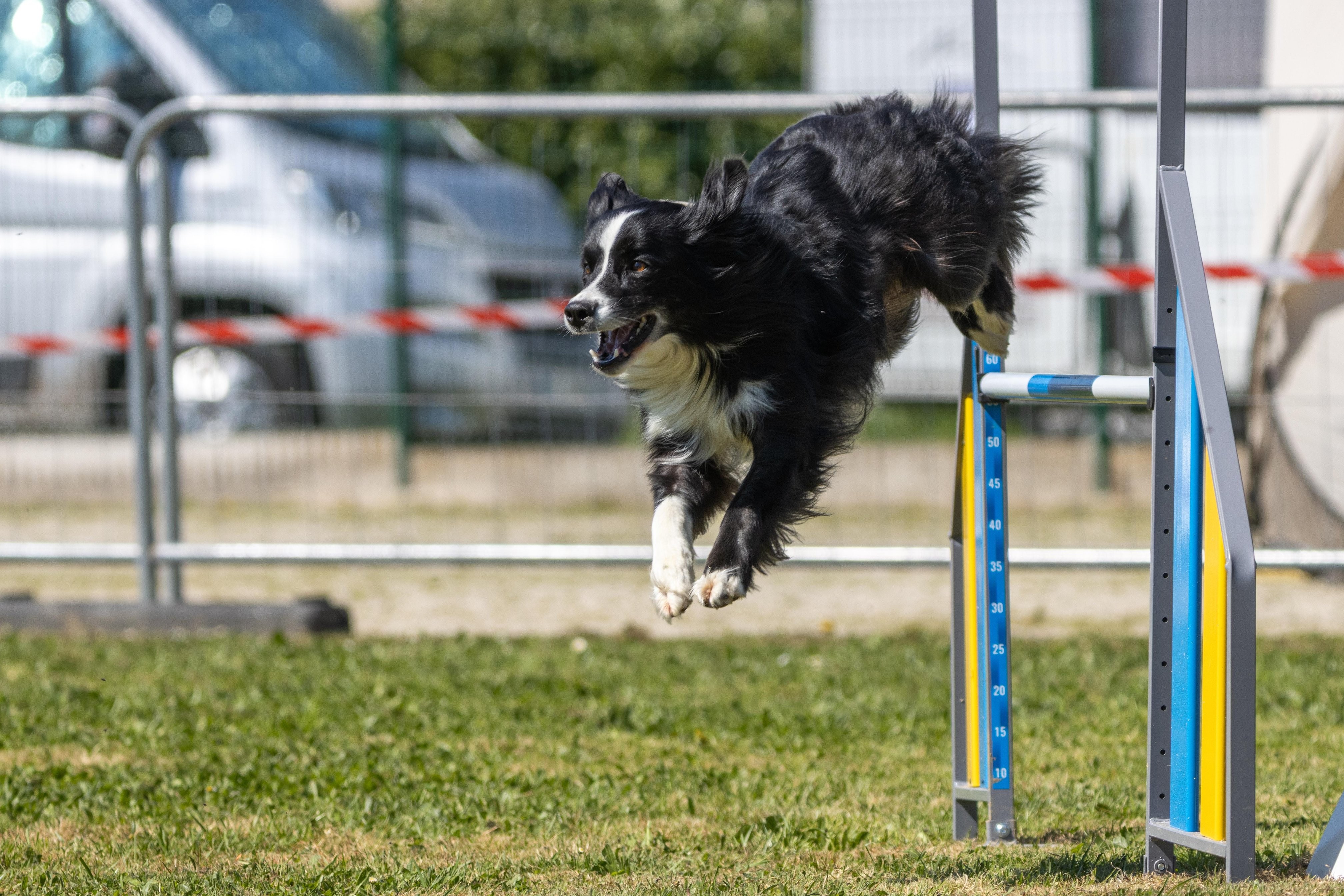 Agility grade 2 0335