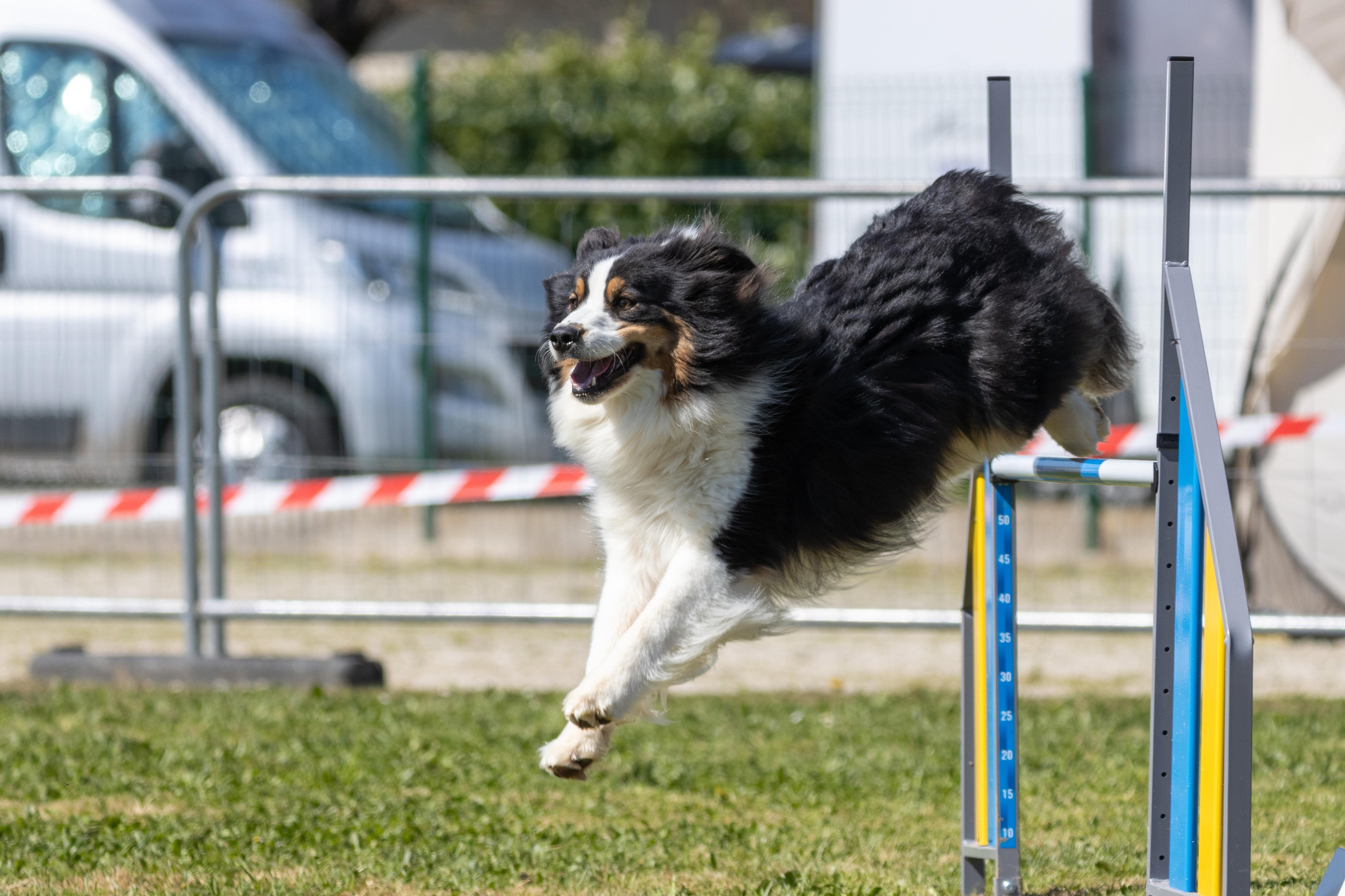 Agility grade 2 0336