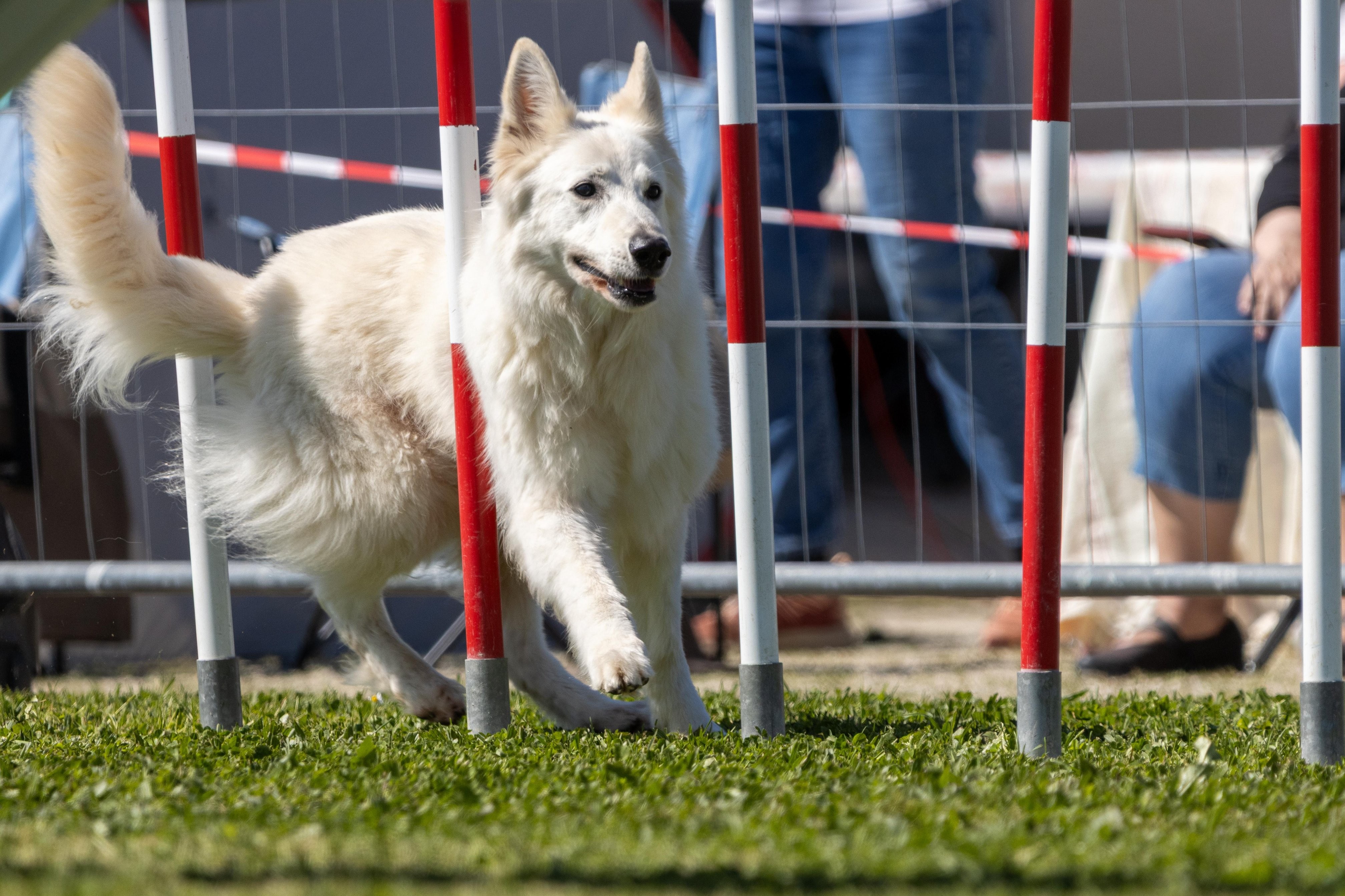 Agility grade 2 0337