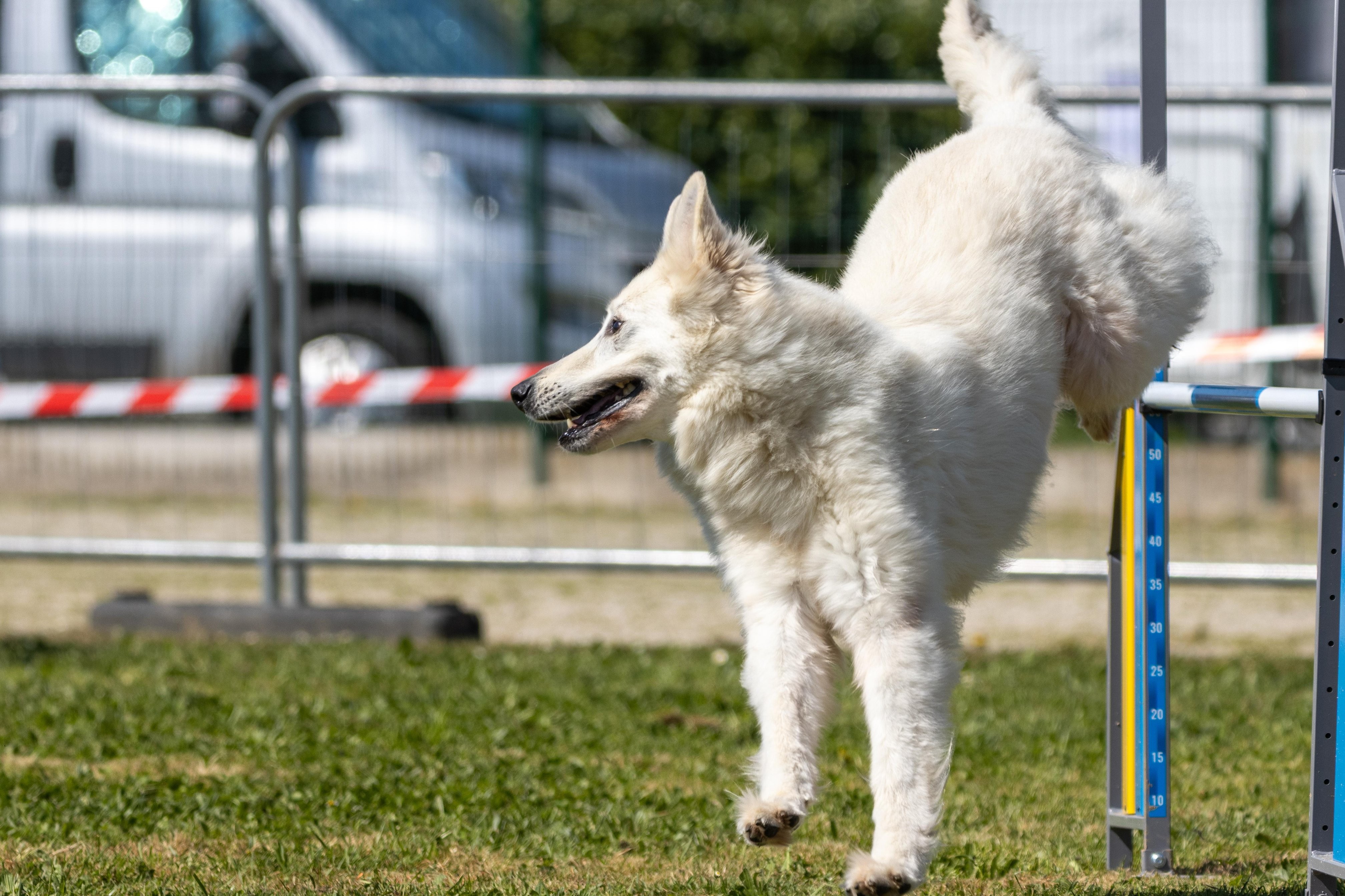 Agility grade 2 0338