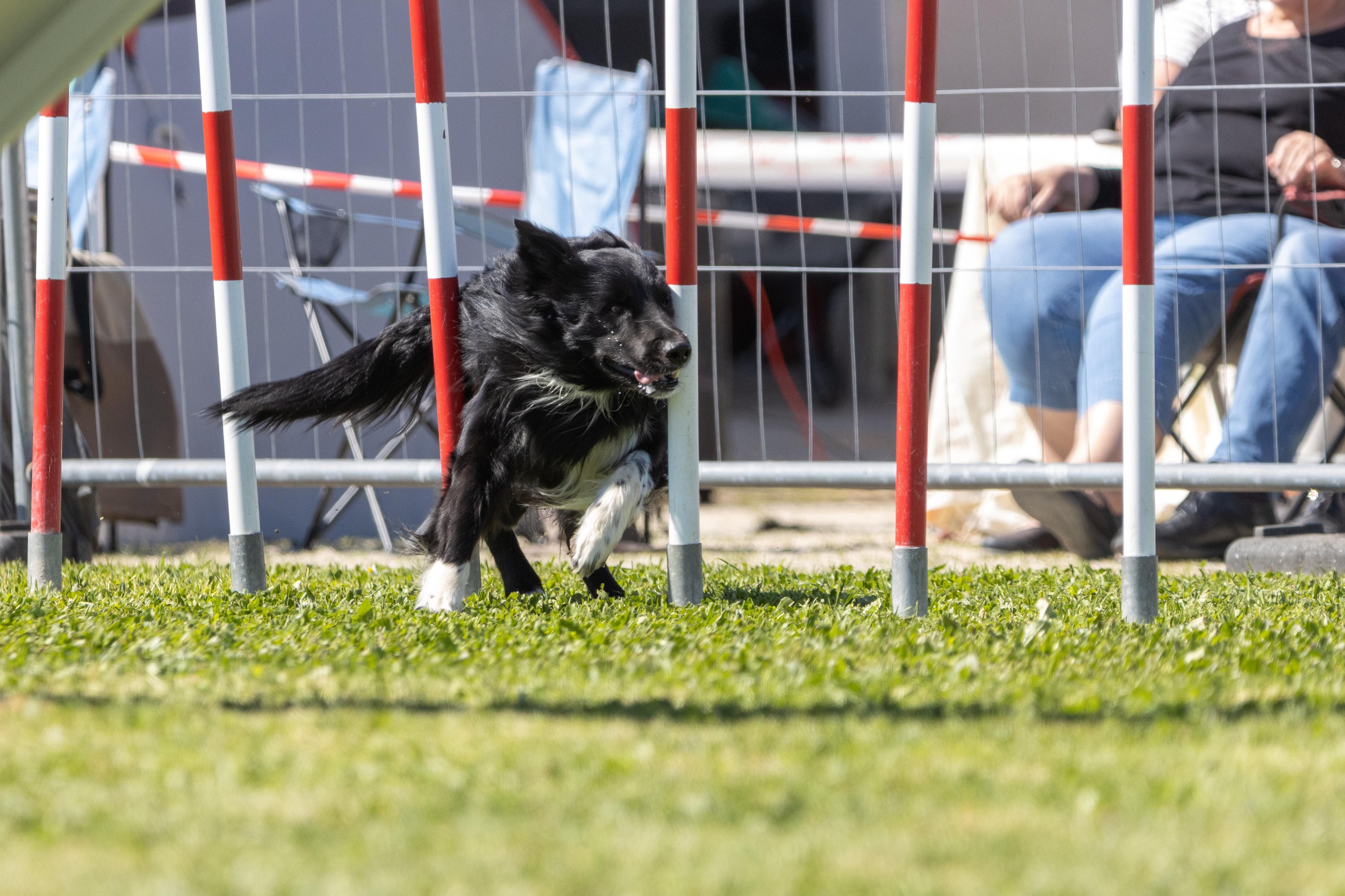 Agility grade 2 0339