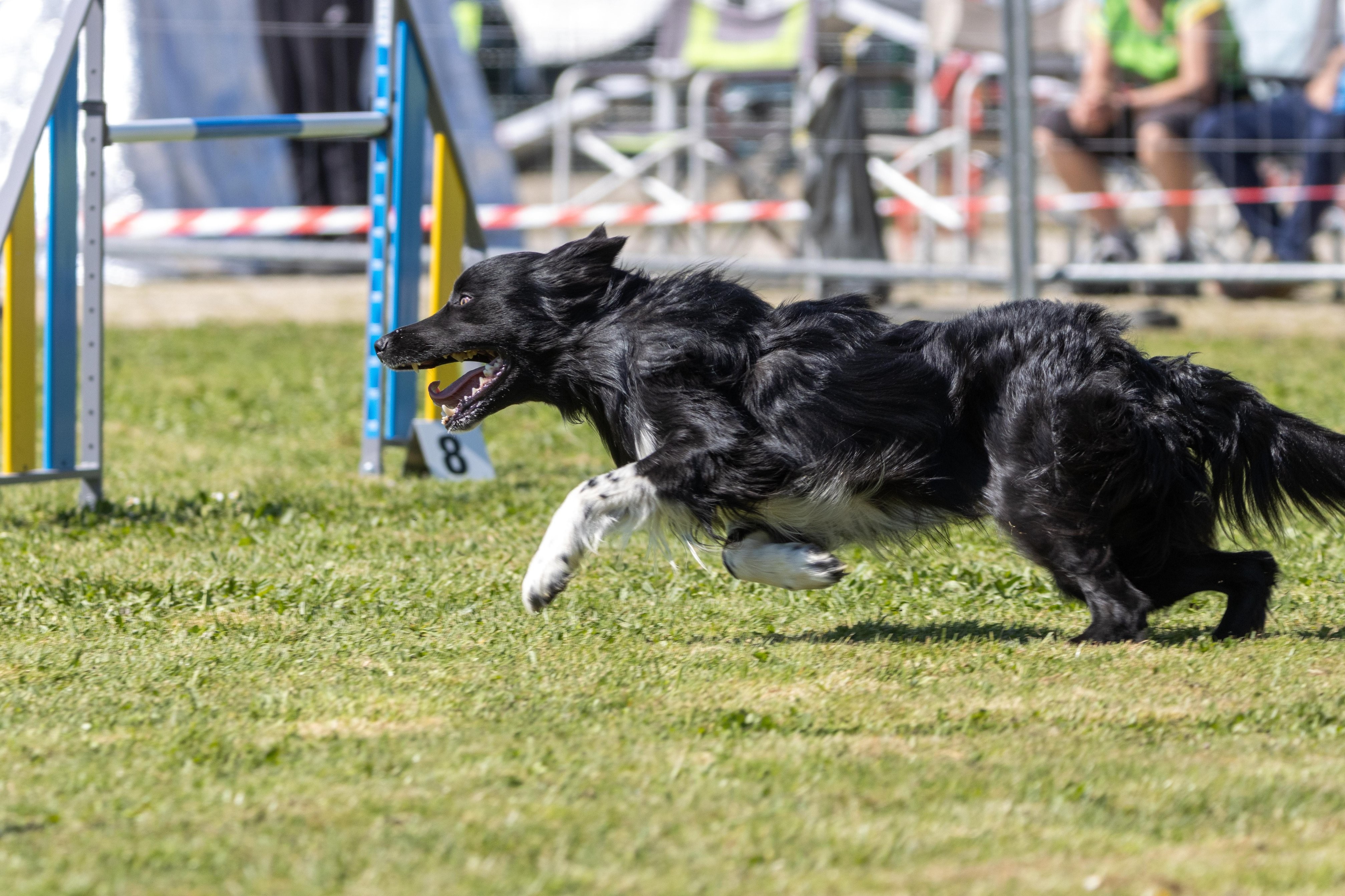 Agility grade 2 0340