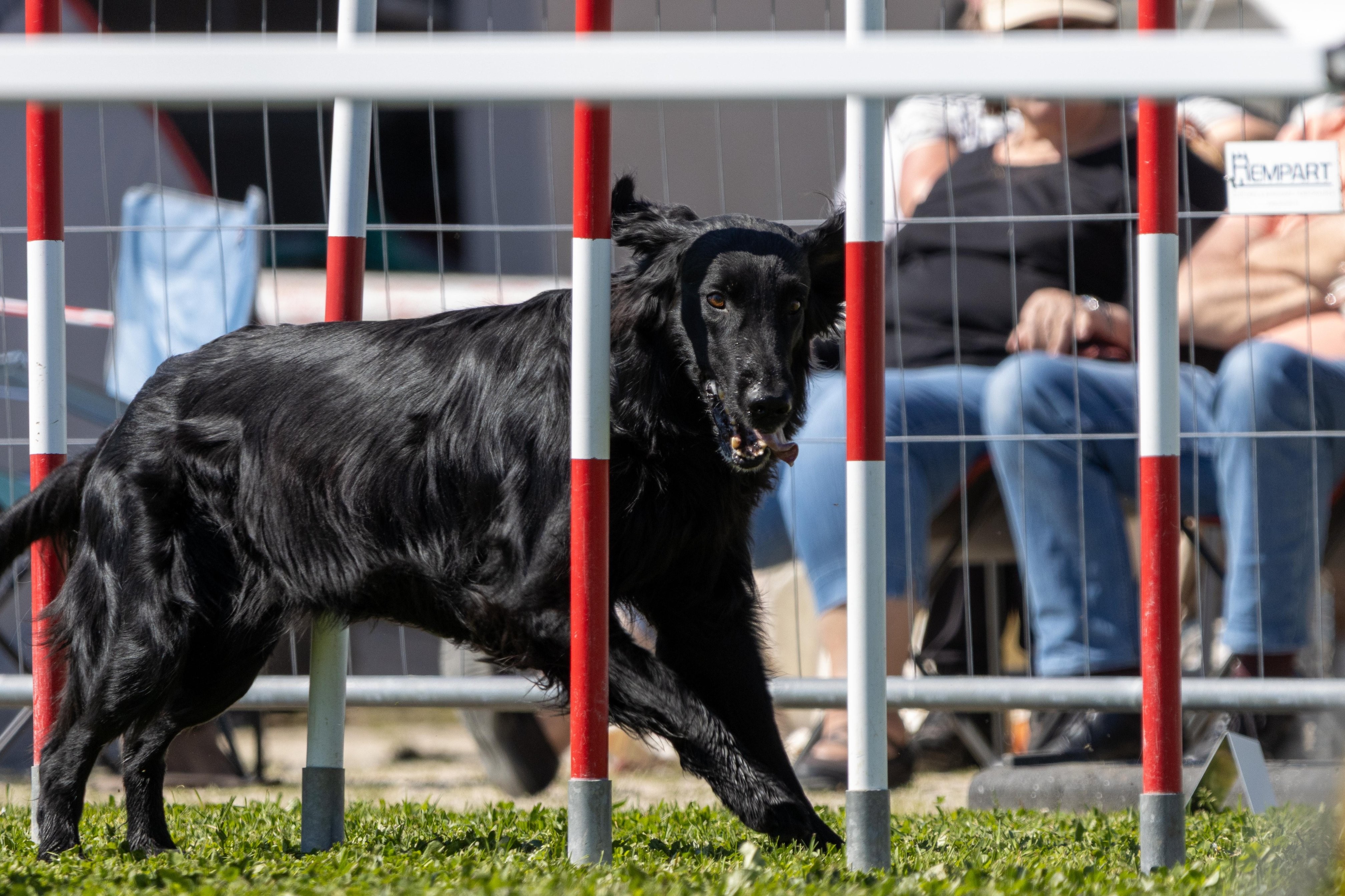 Agility grade 2 0342