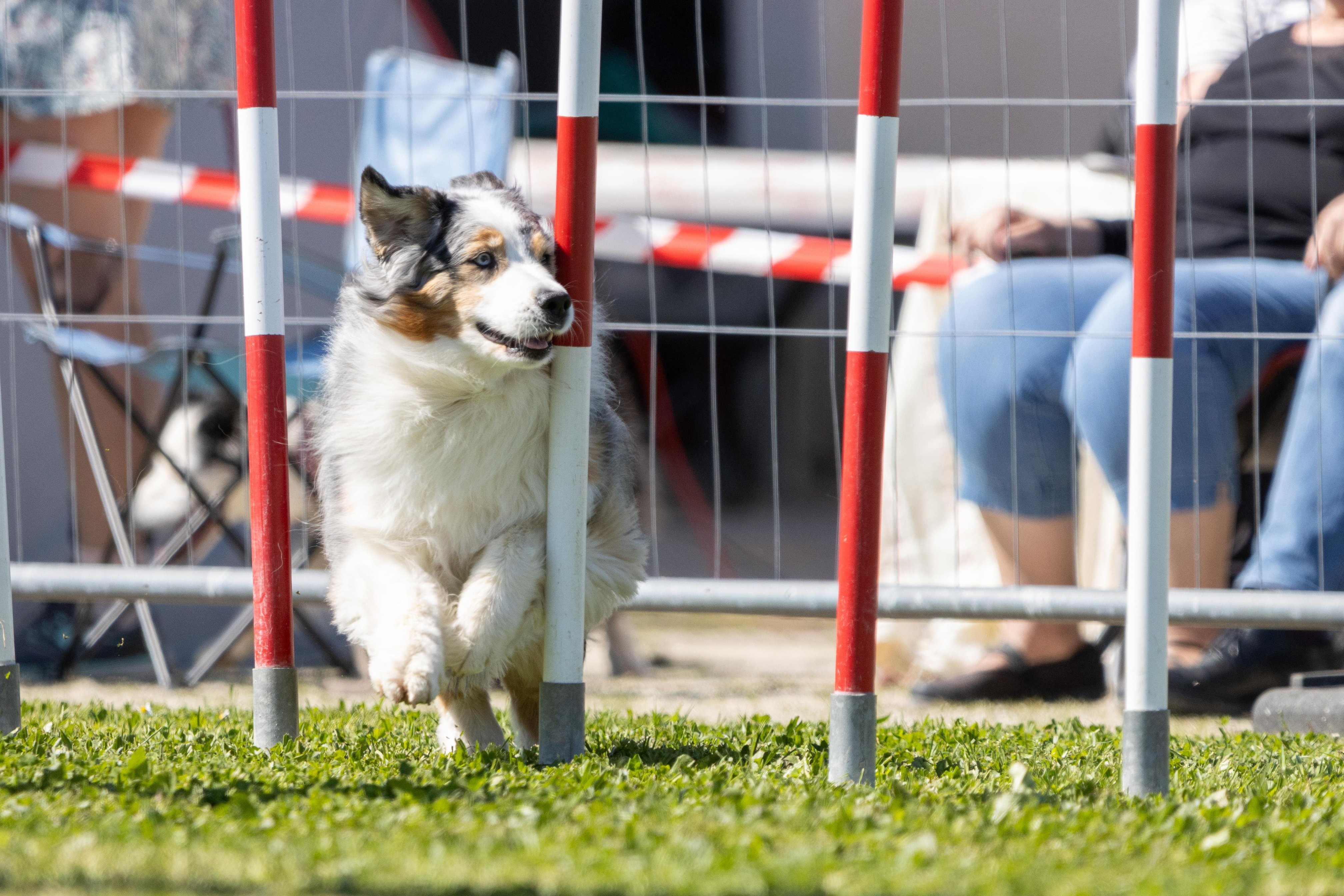 Agility grade 2 0343