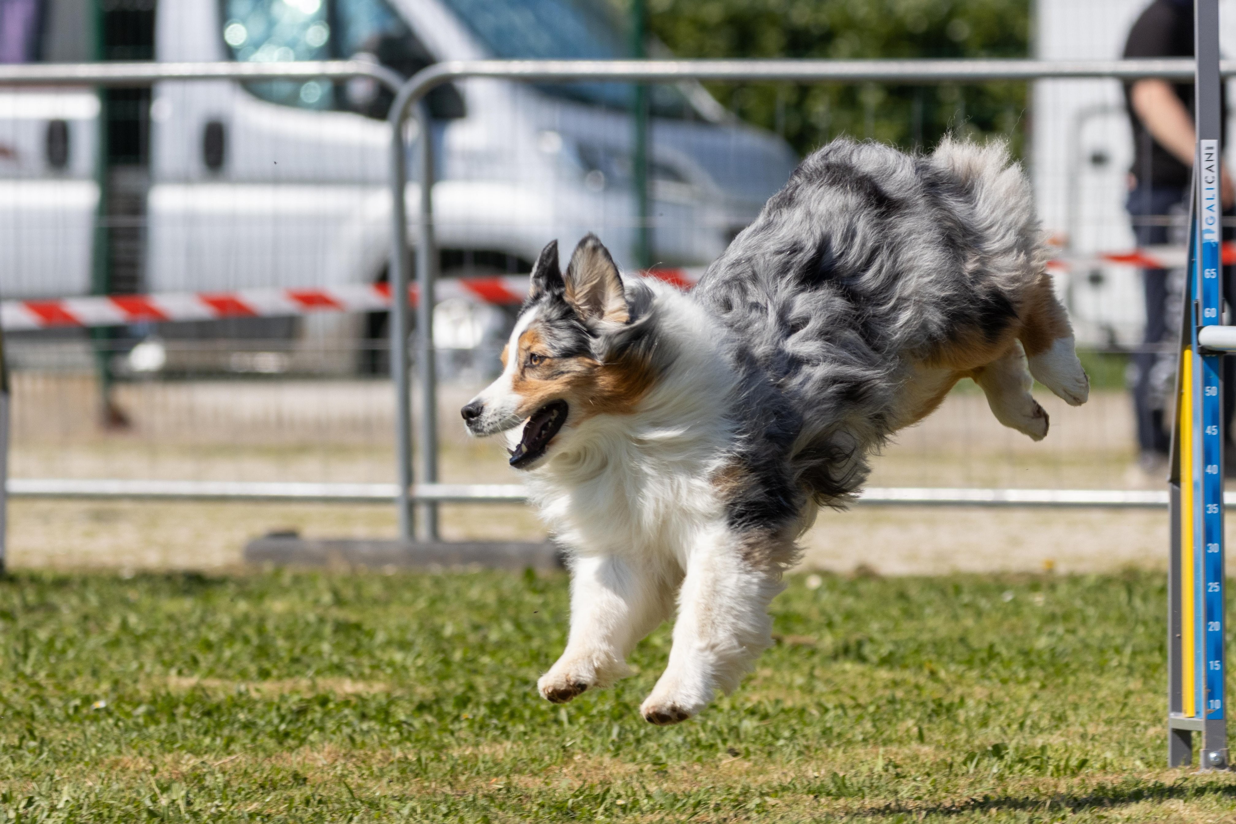 Agility grade 2 0344