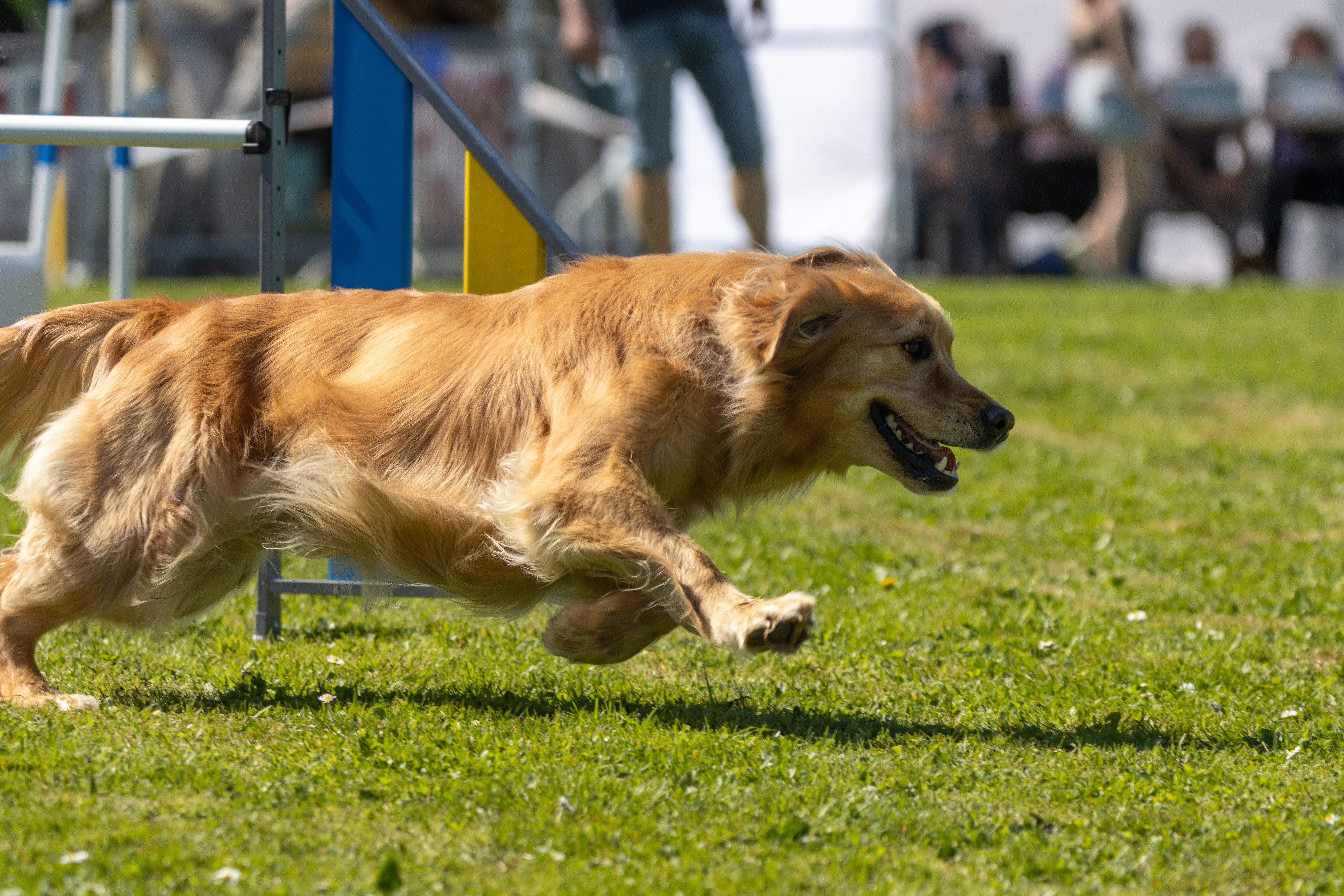 Agility grade 2 0345